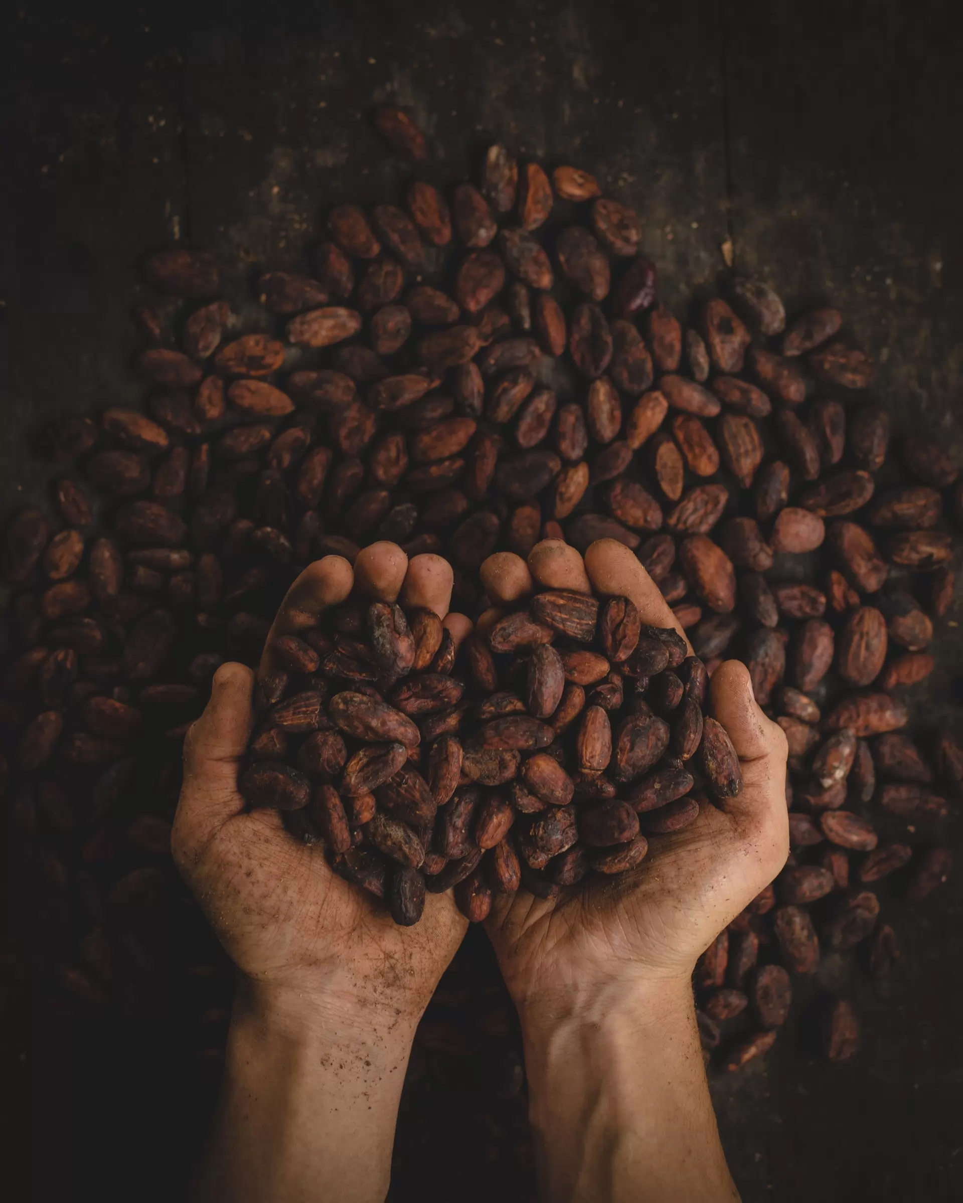 el mercado del cacao