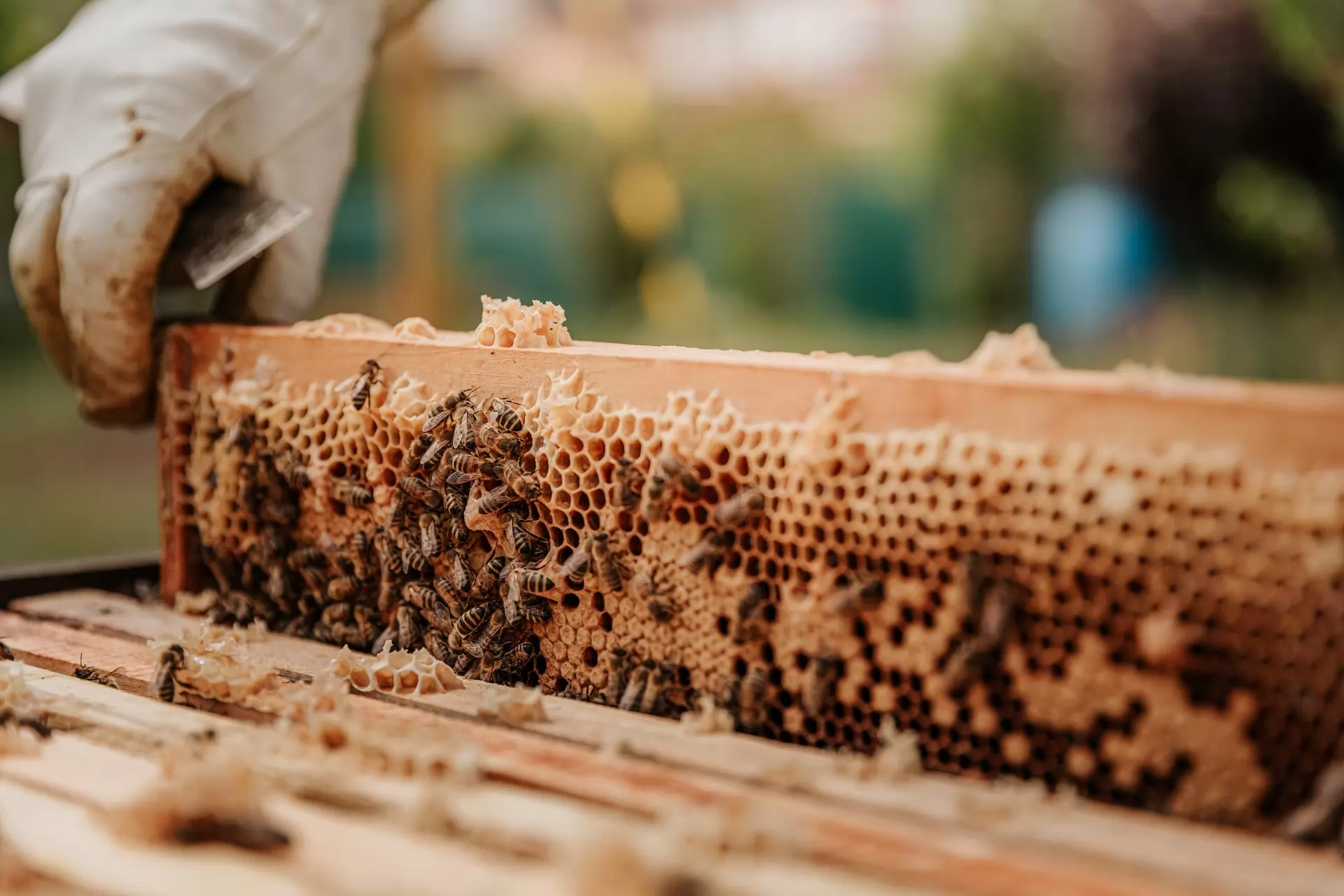 Le marché de l’apiculture
