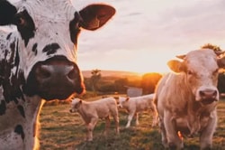 le marché de la viande de bœuf