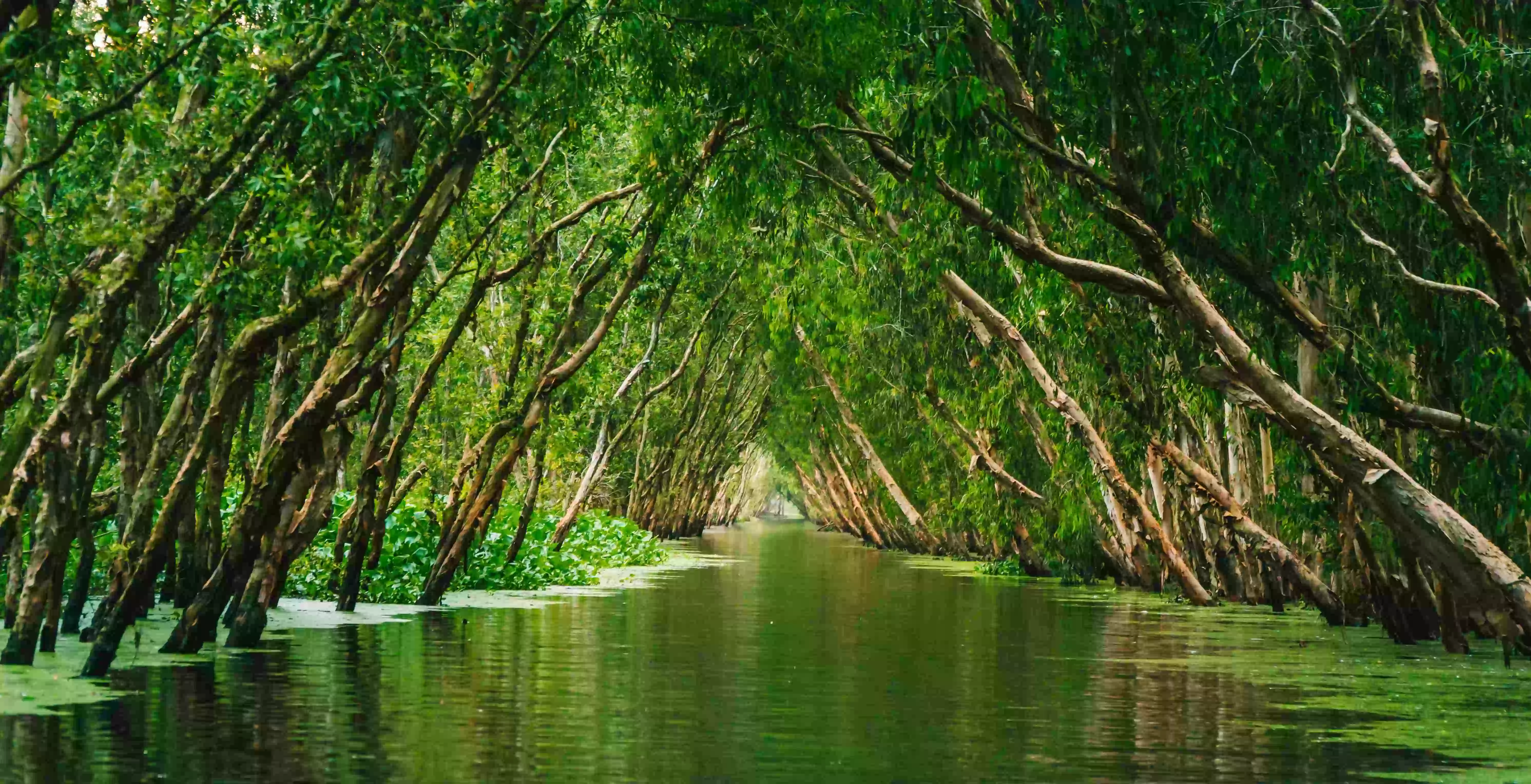 el mercado del ecoturismo