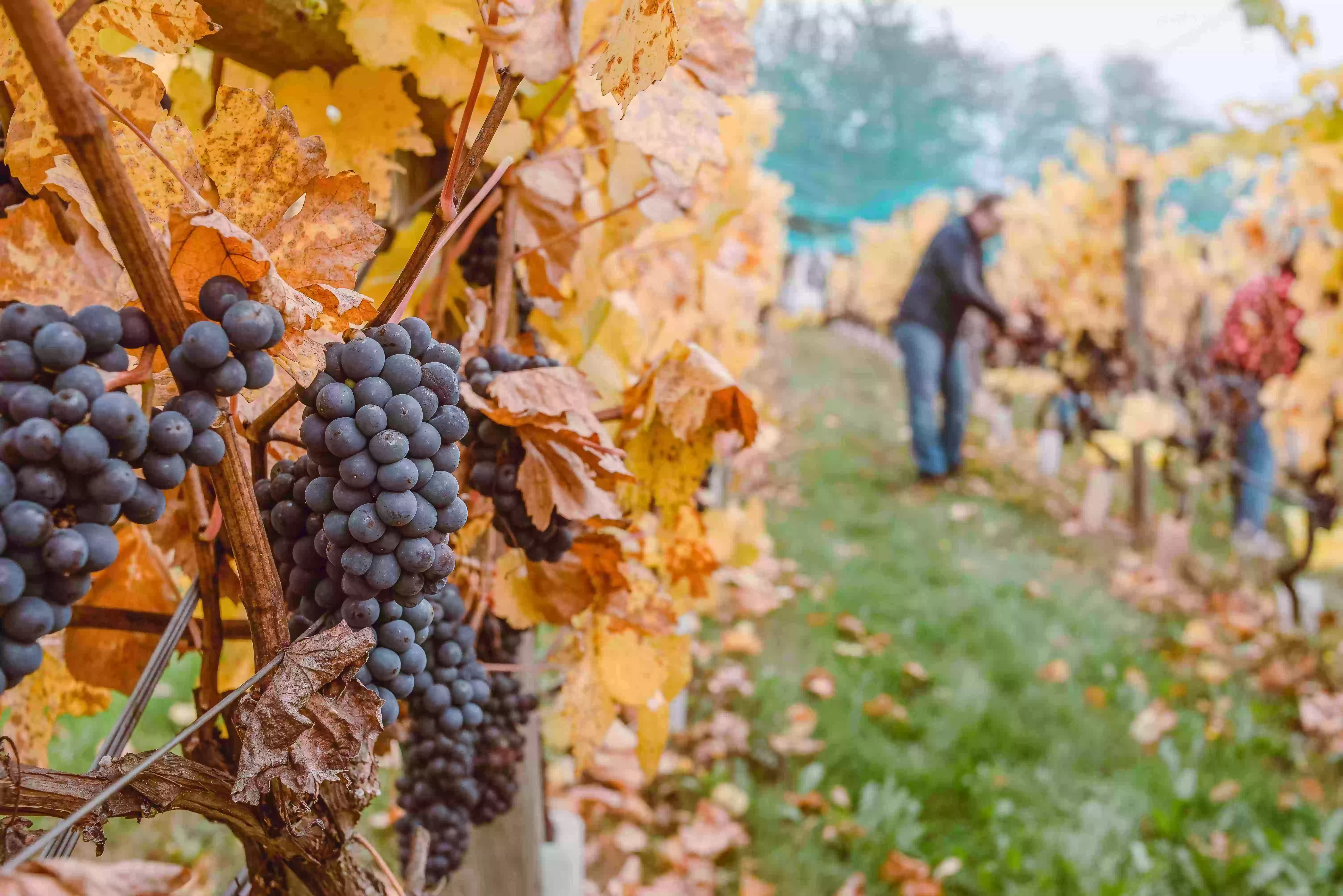 el mercado del turismo del vino