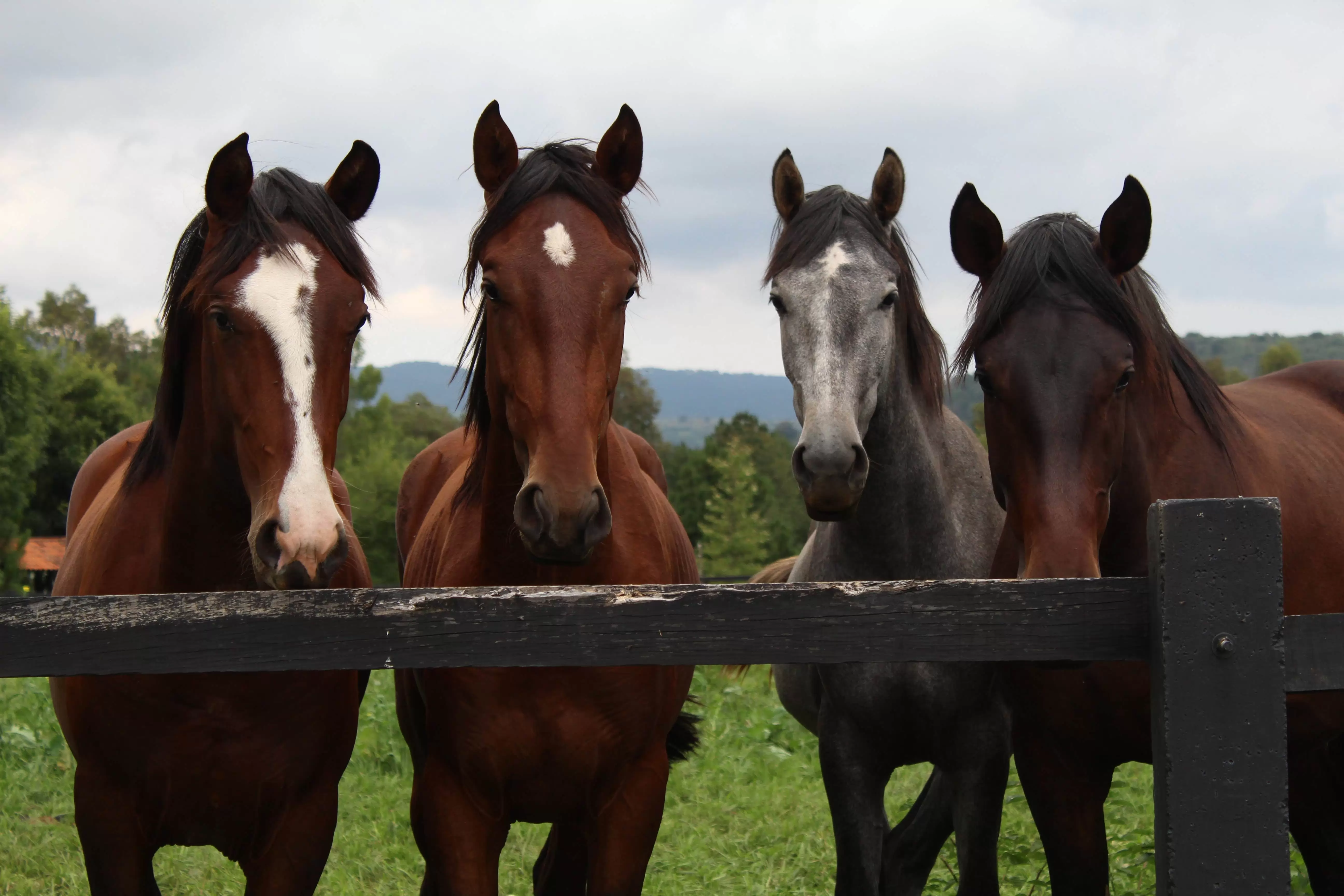 le marché de l'élevage de chevaux