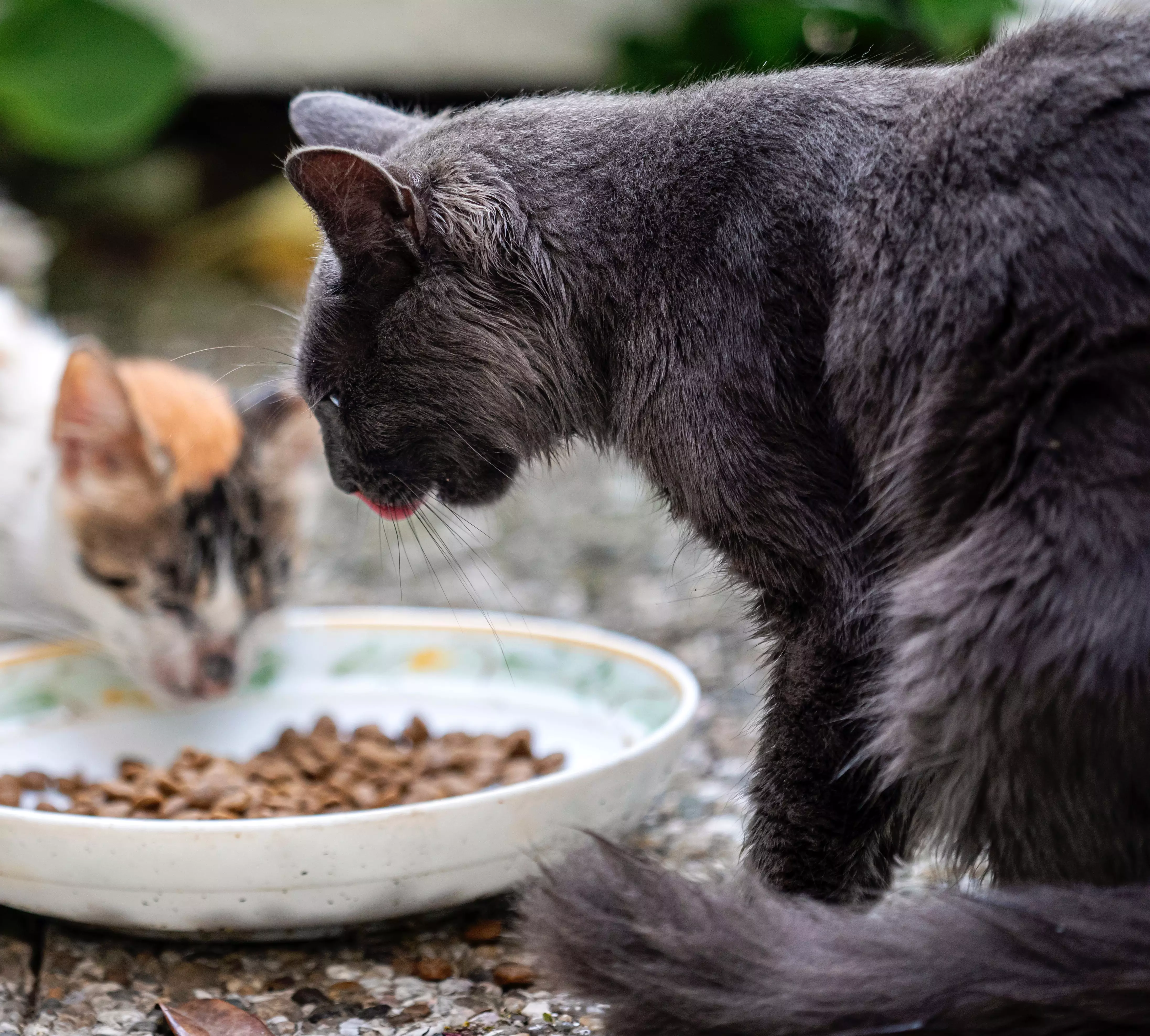 o mercado de alimentos para animais de companhia