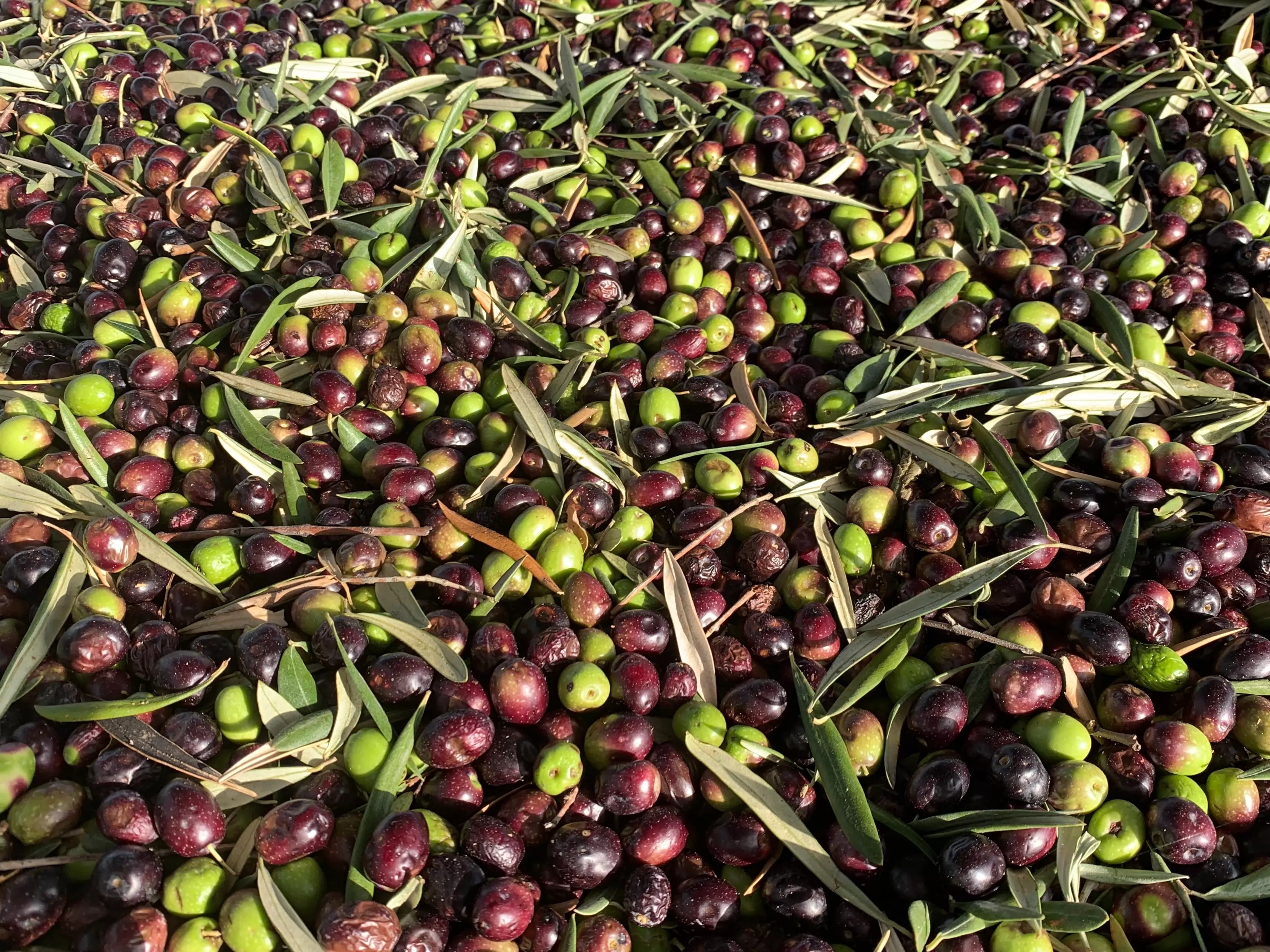 le marché de l'huile d'olive