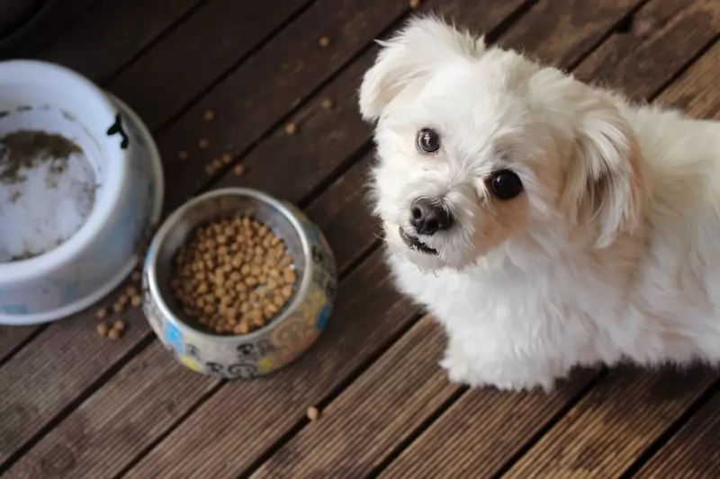 o mercado de alimentos para pets