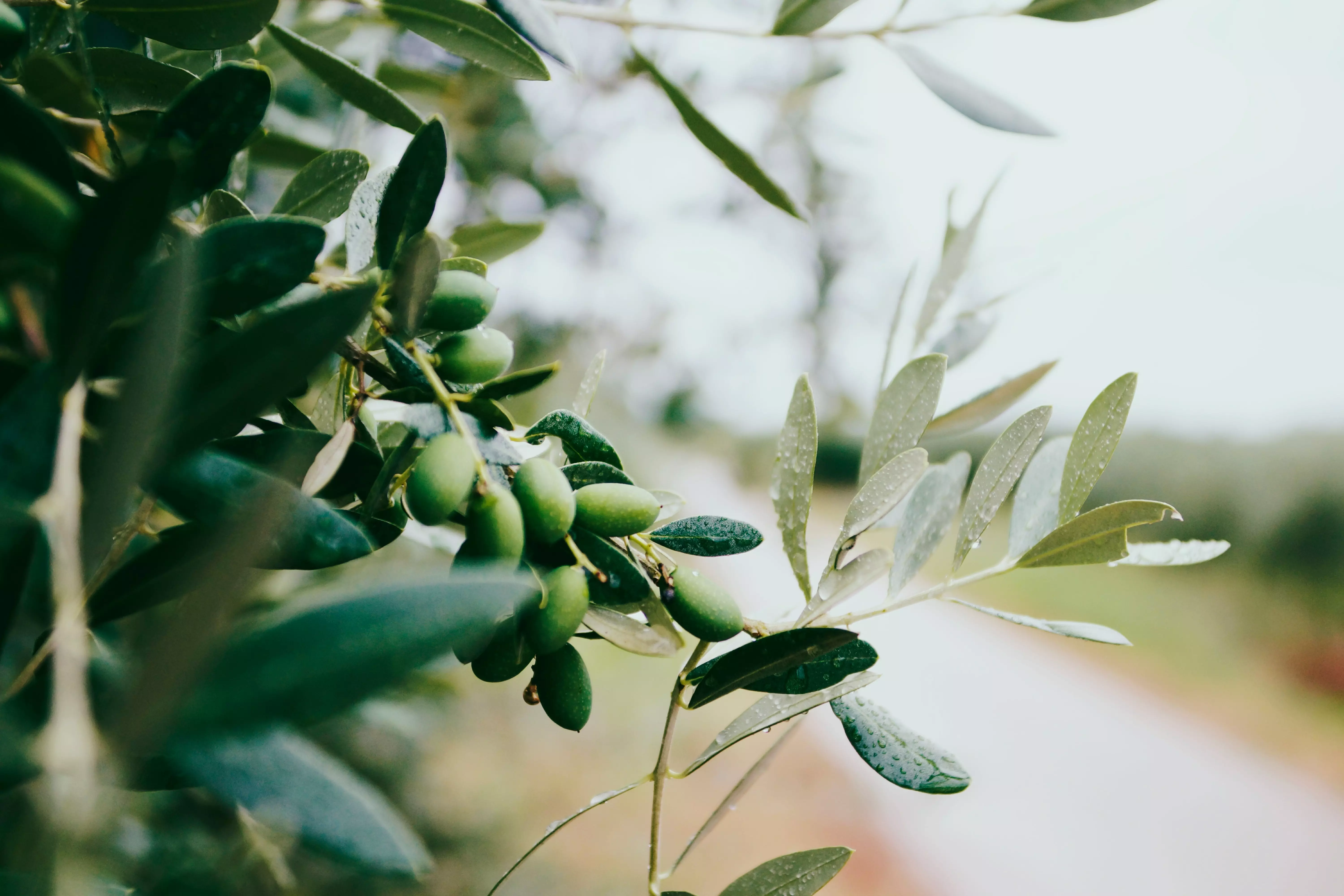 le marché de l'huile d'olive