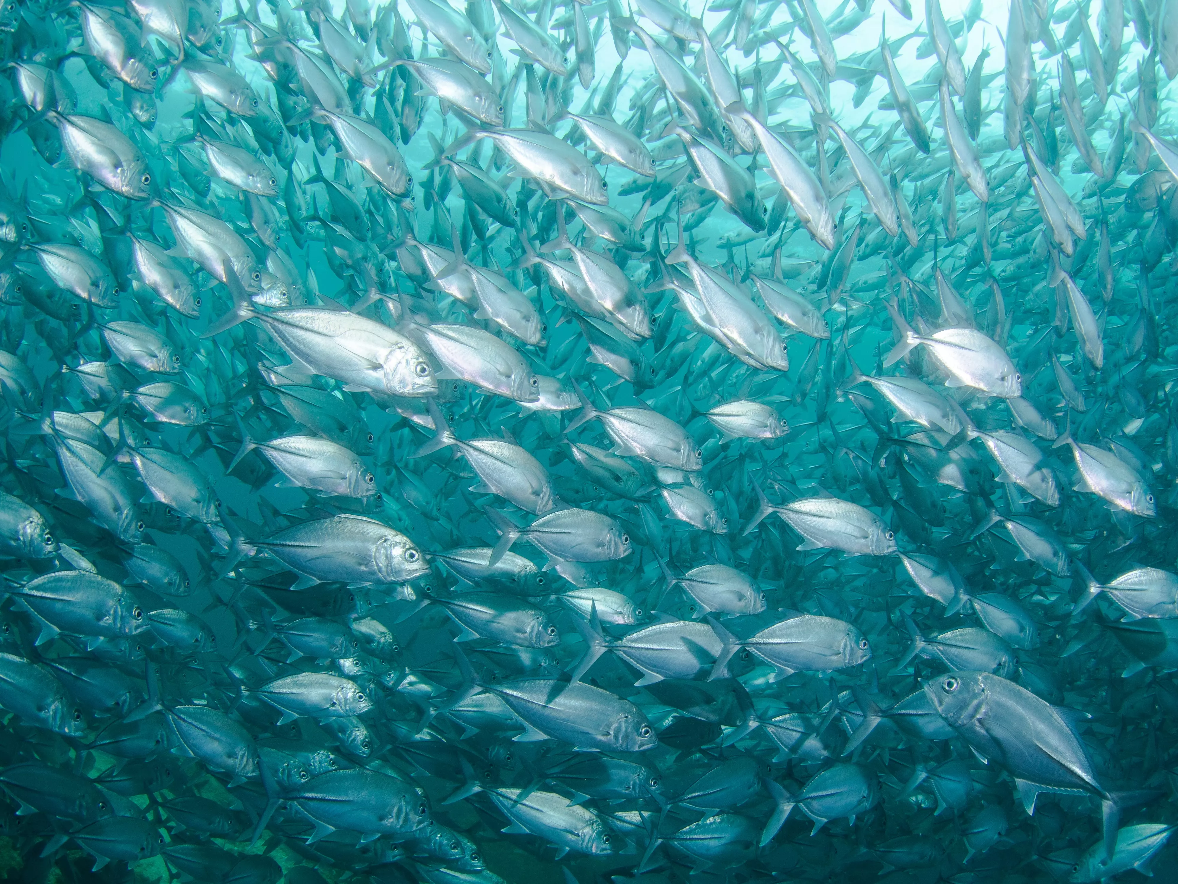 the fish and seafood market