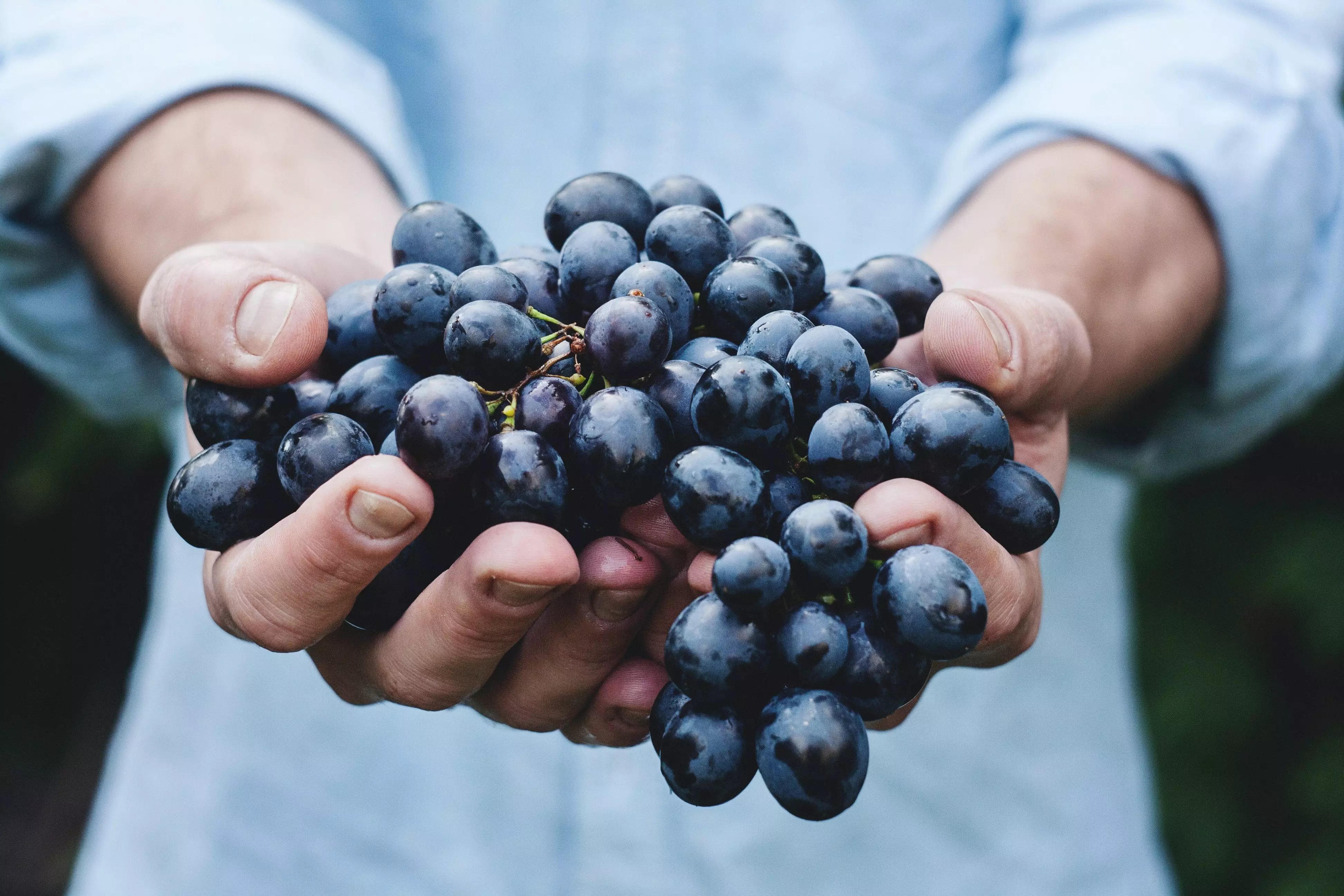 le marché du vin bio