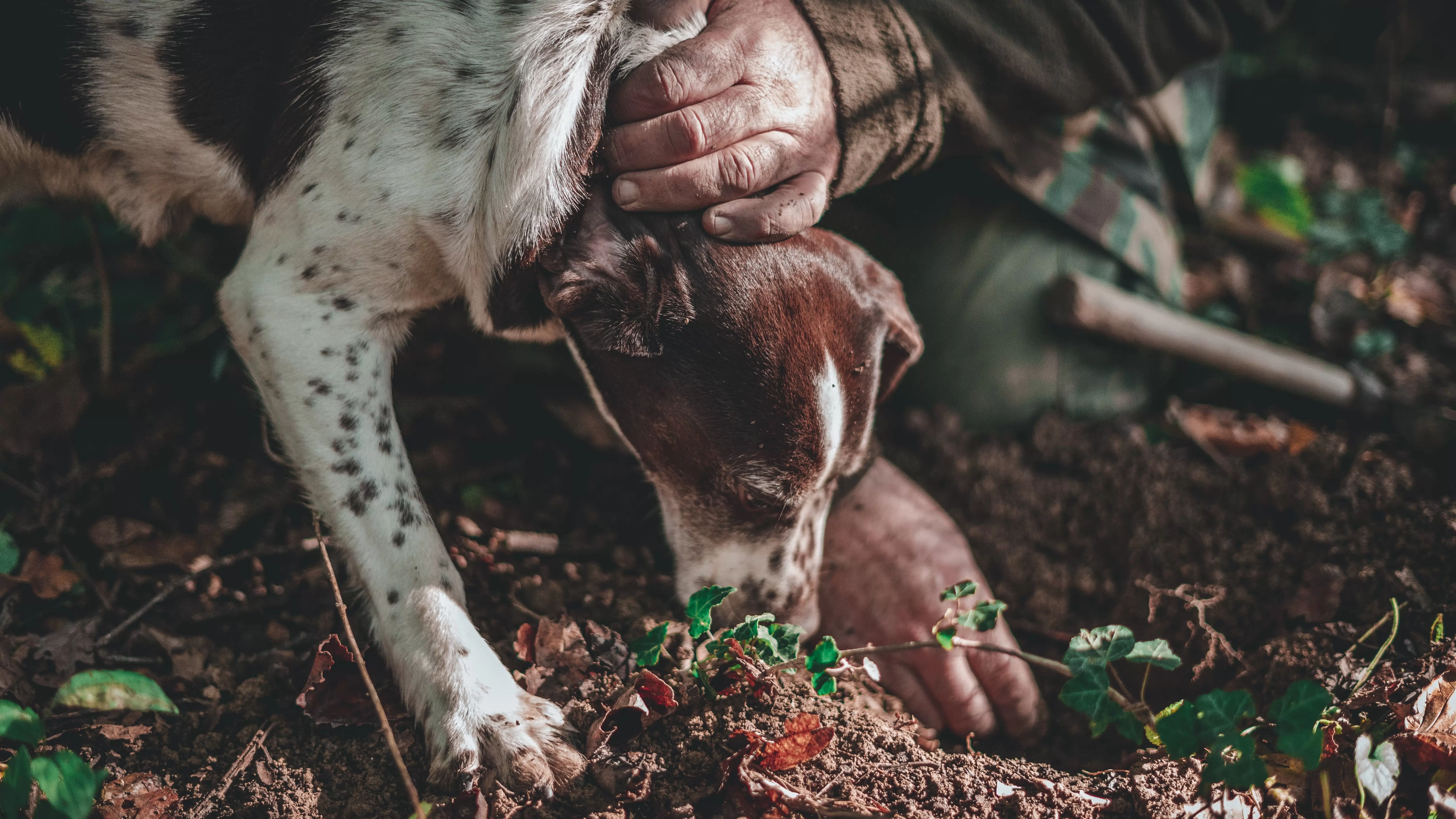 the truffle market