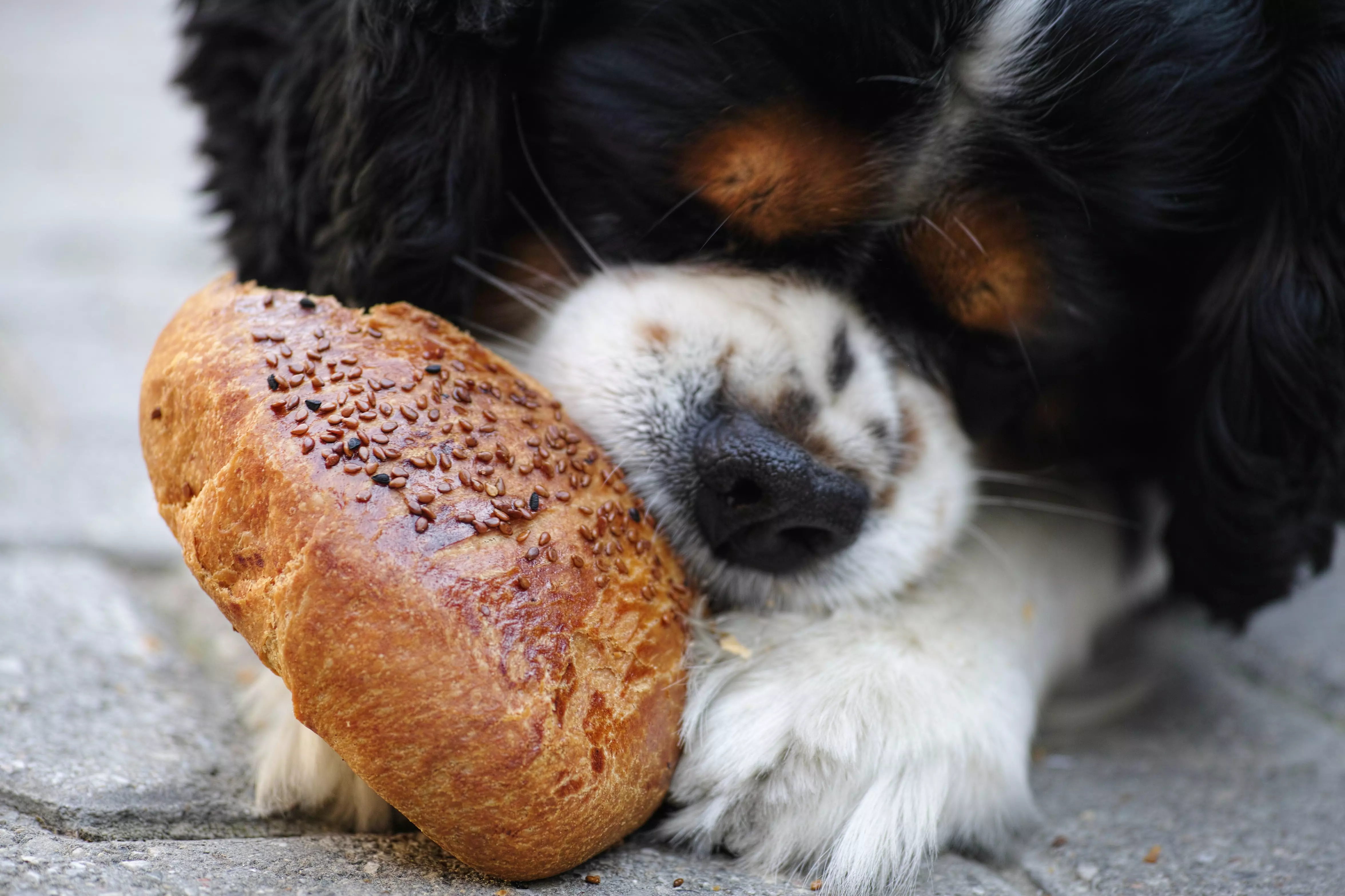 le marché des aliments pour animaux de compagnie