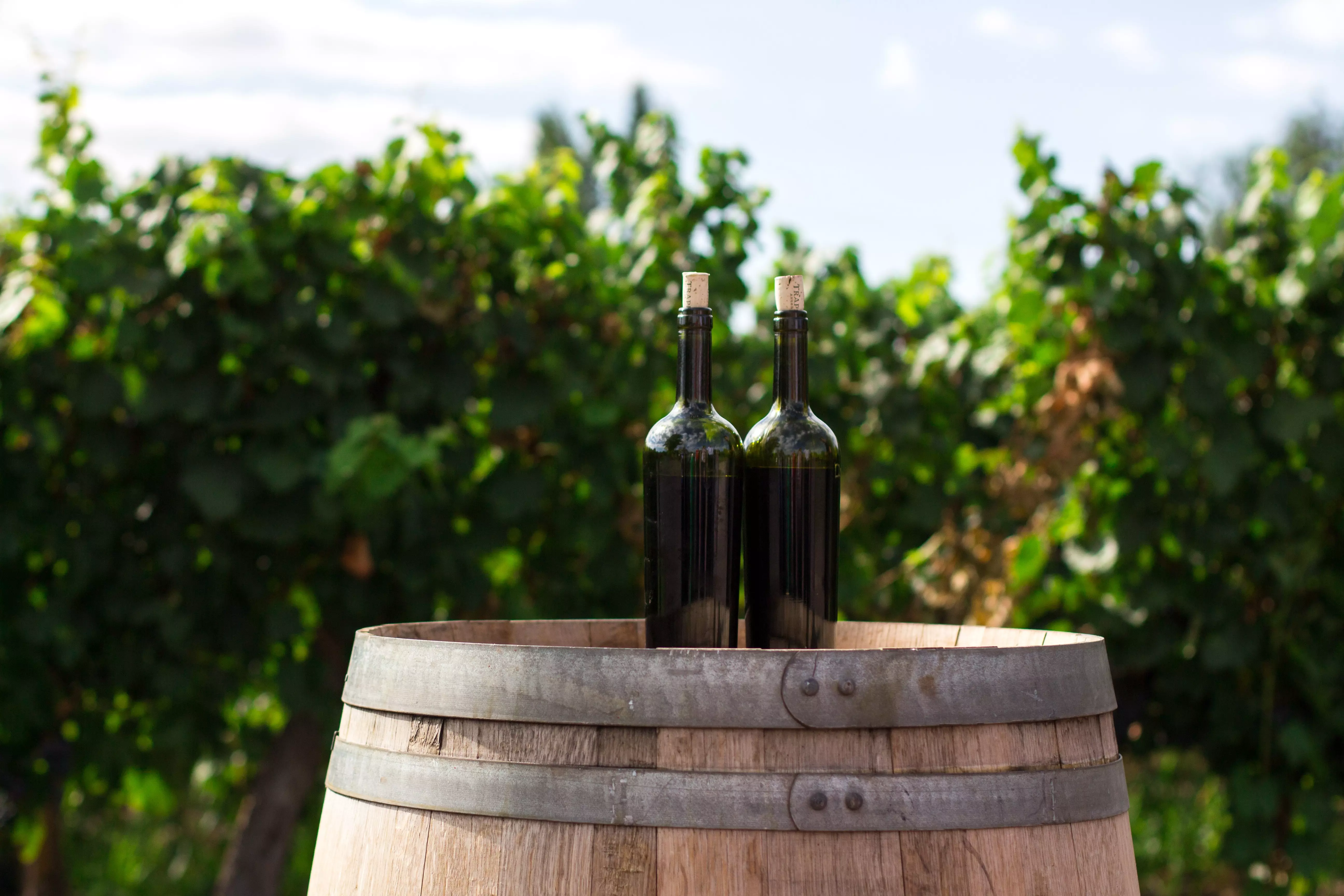 le marché du vin bio