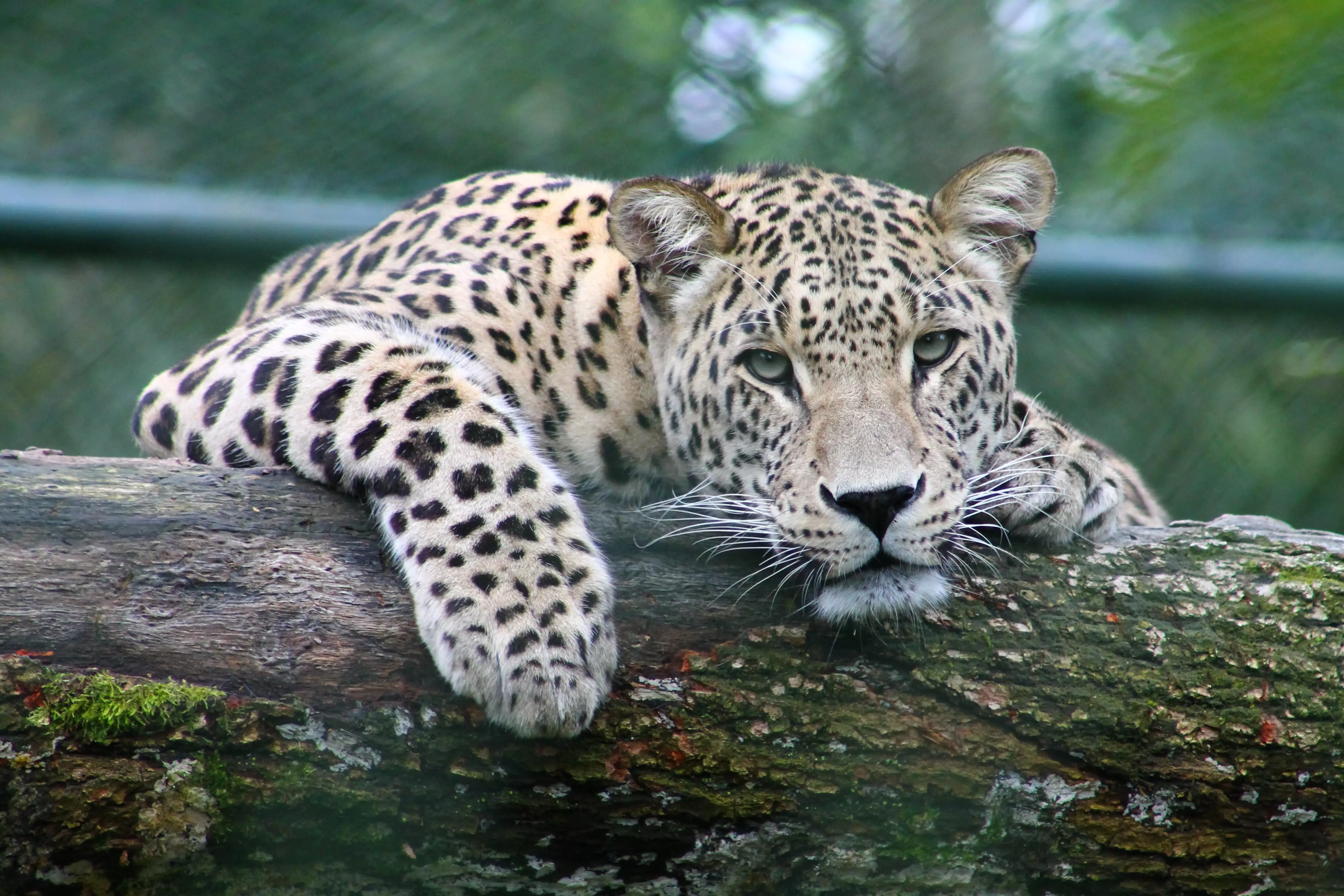 le marché des animaux exotiques