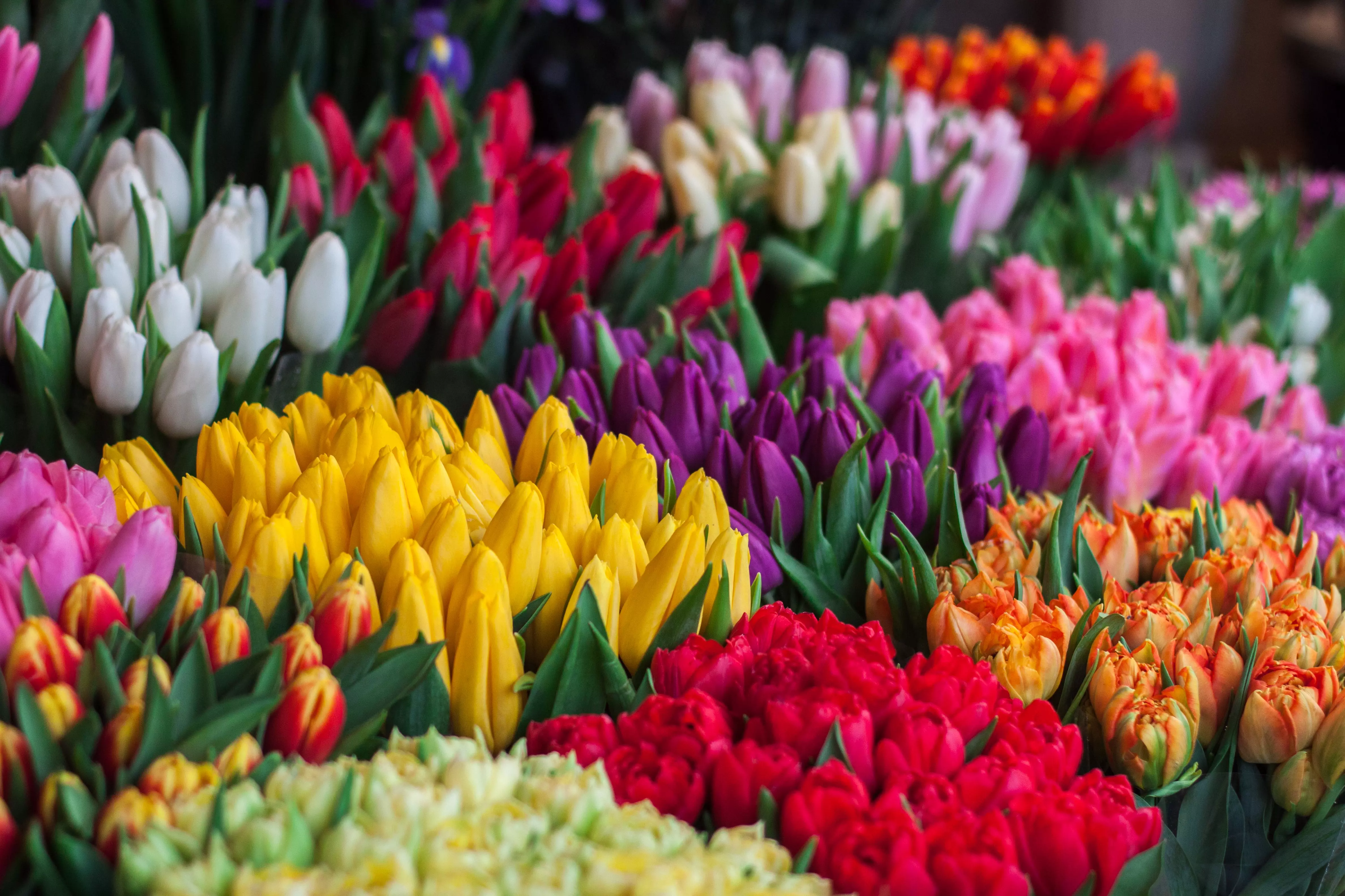 the flower market