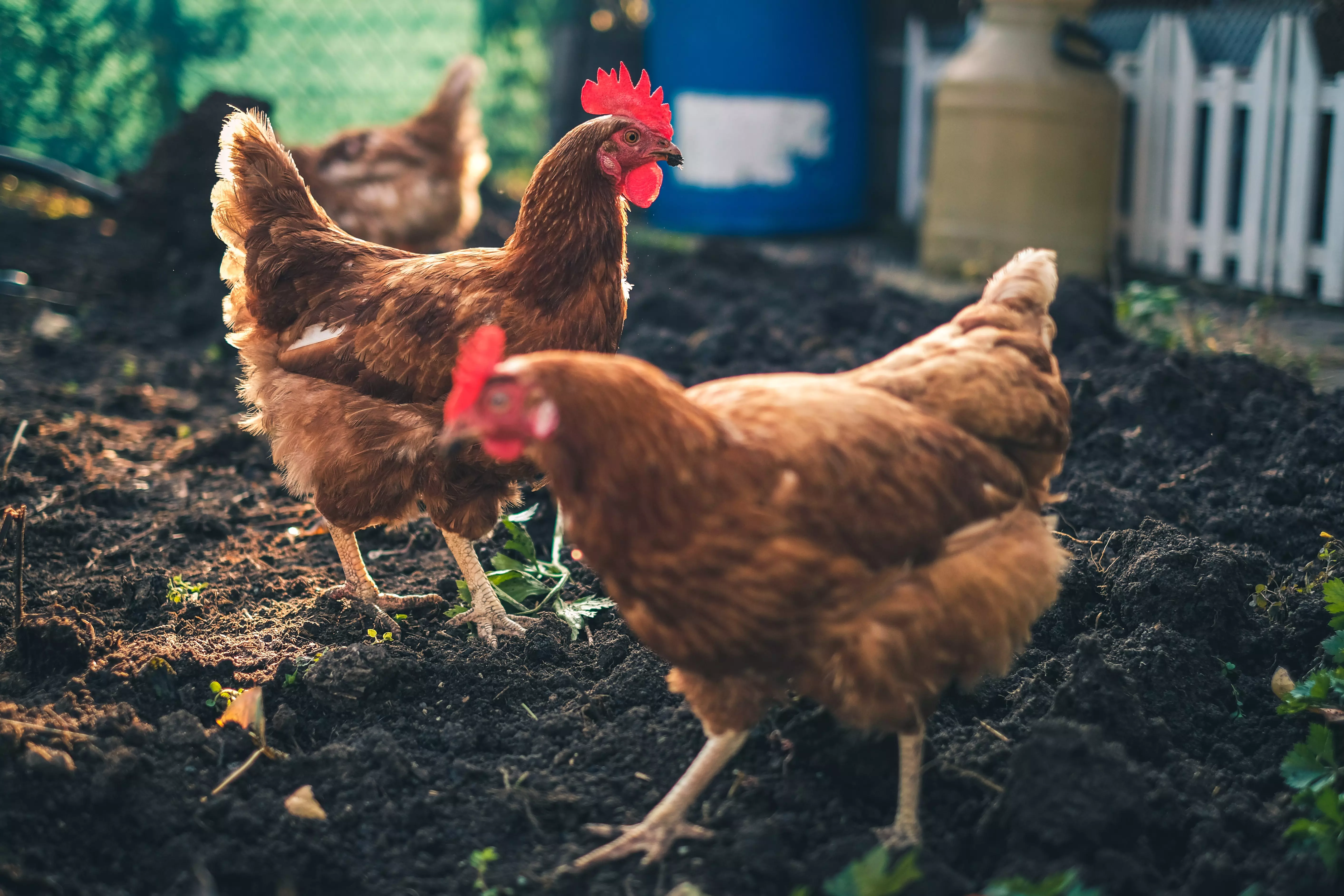 the poultry market