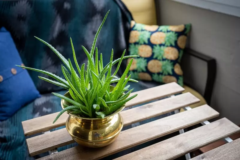 the houseplant market