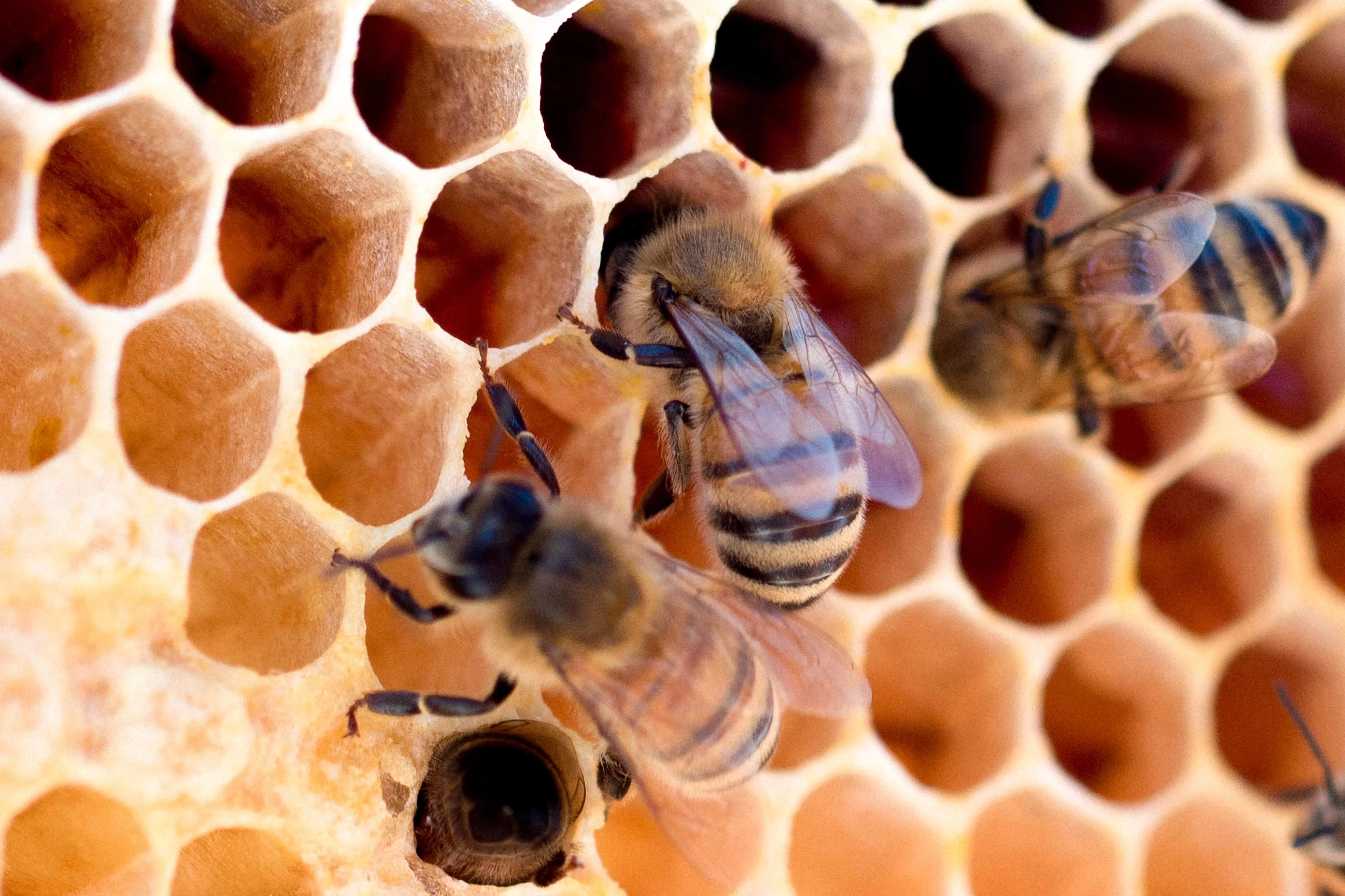 the honey market