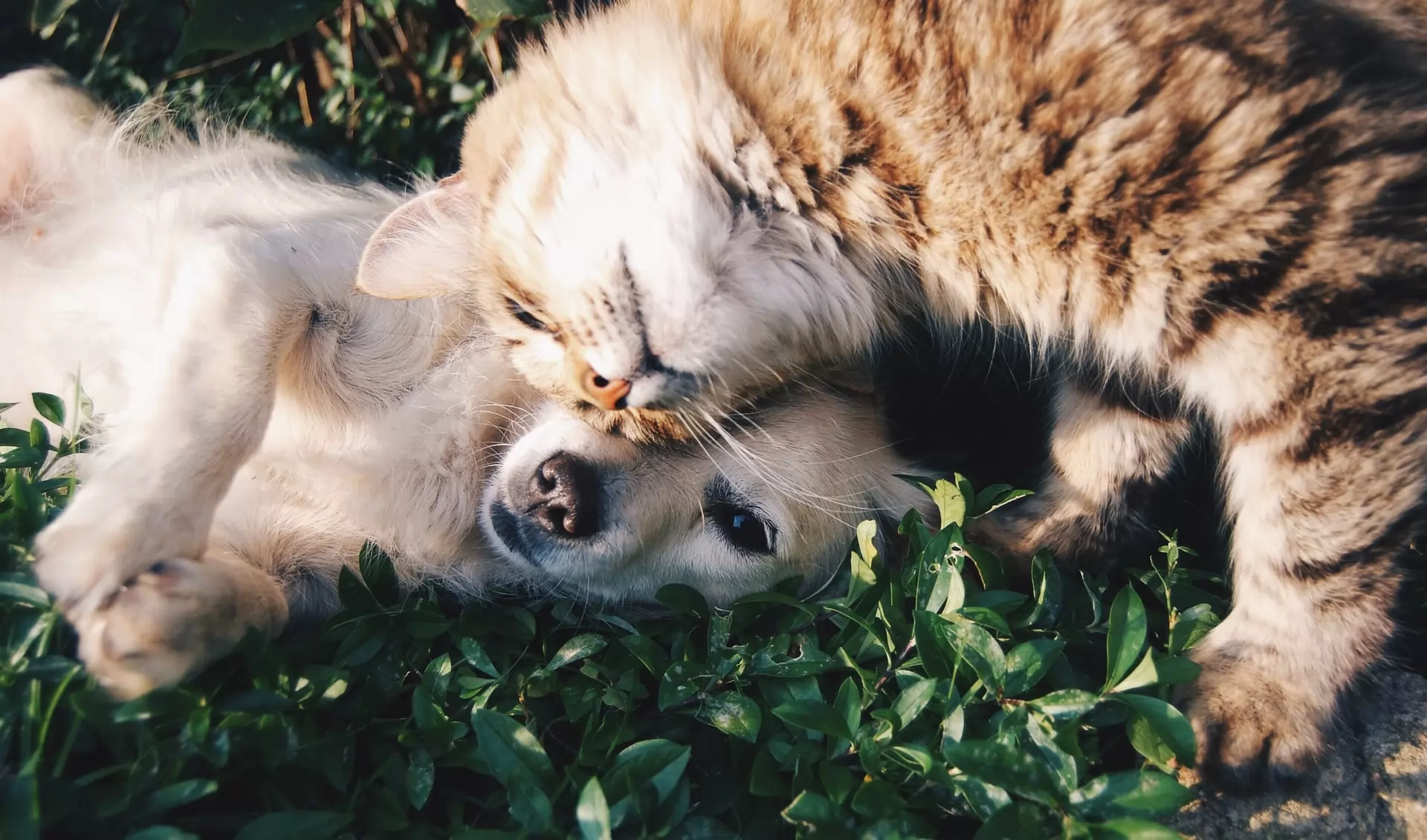 il mercato degli animali domestici