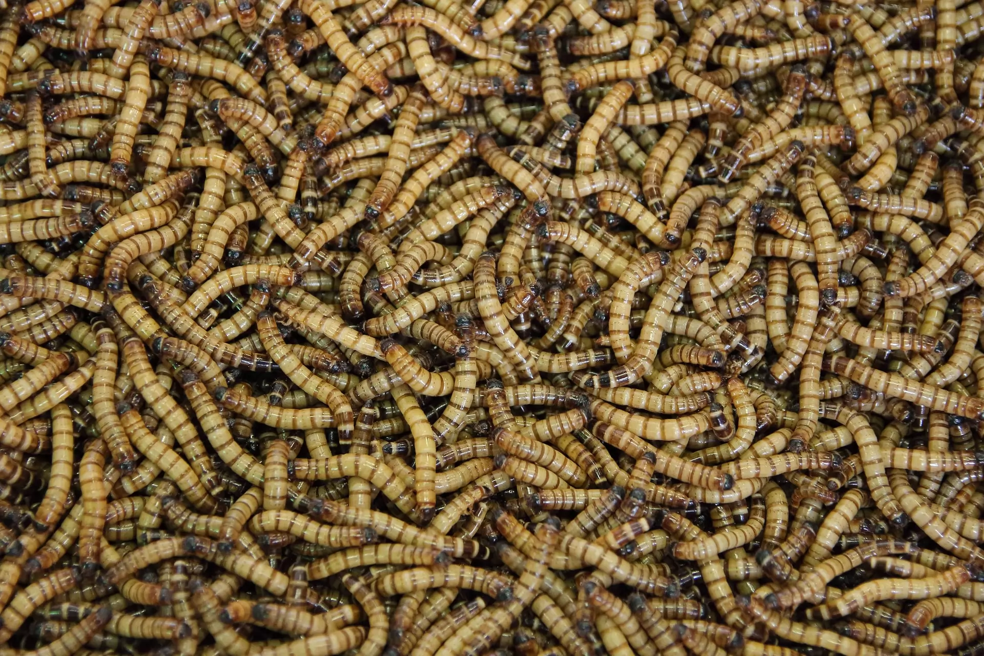le marché des insectes comestibles