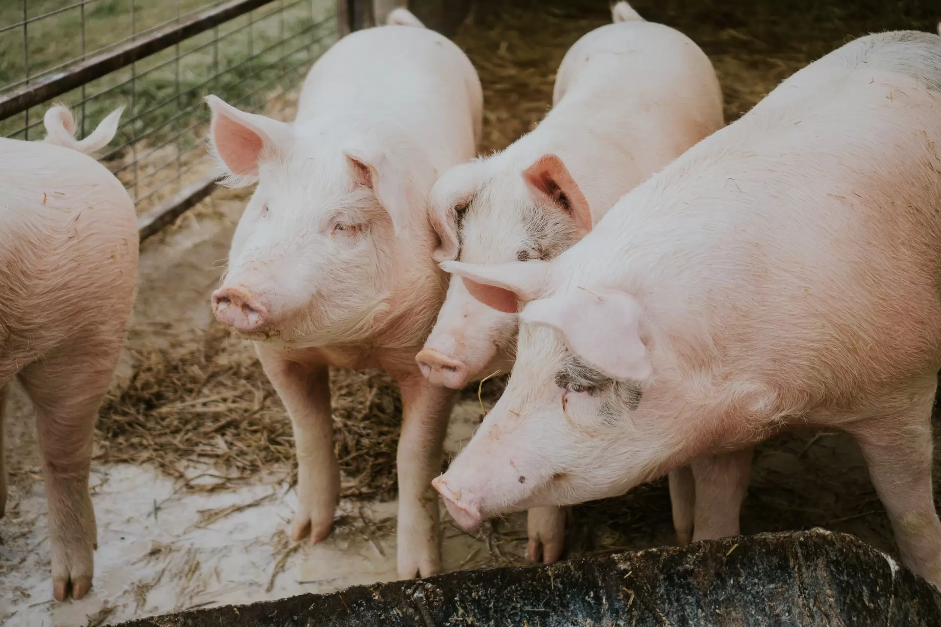 le marché de la viande de porc