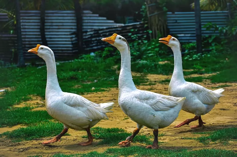 le marché du foie gras