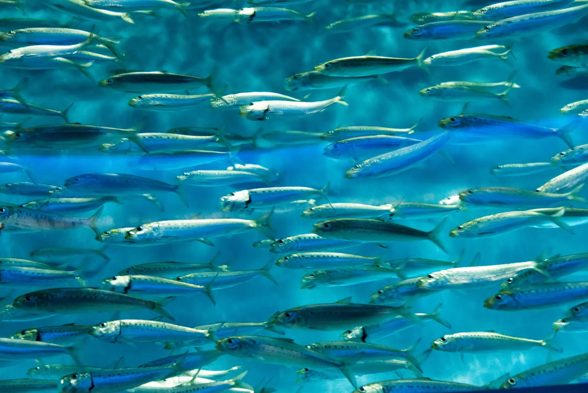 le marché de la pisciculture