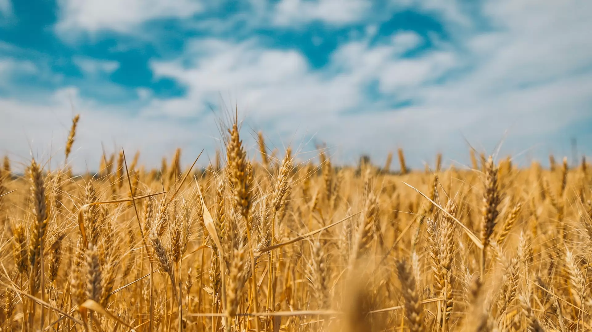 il mercato del grano