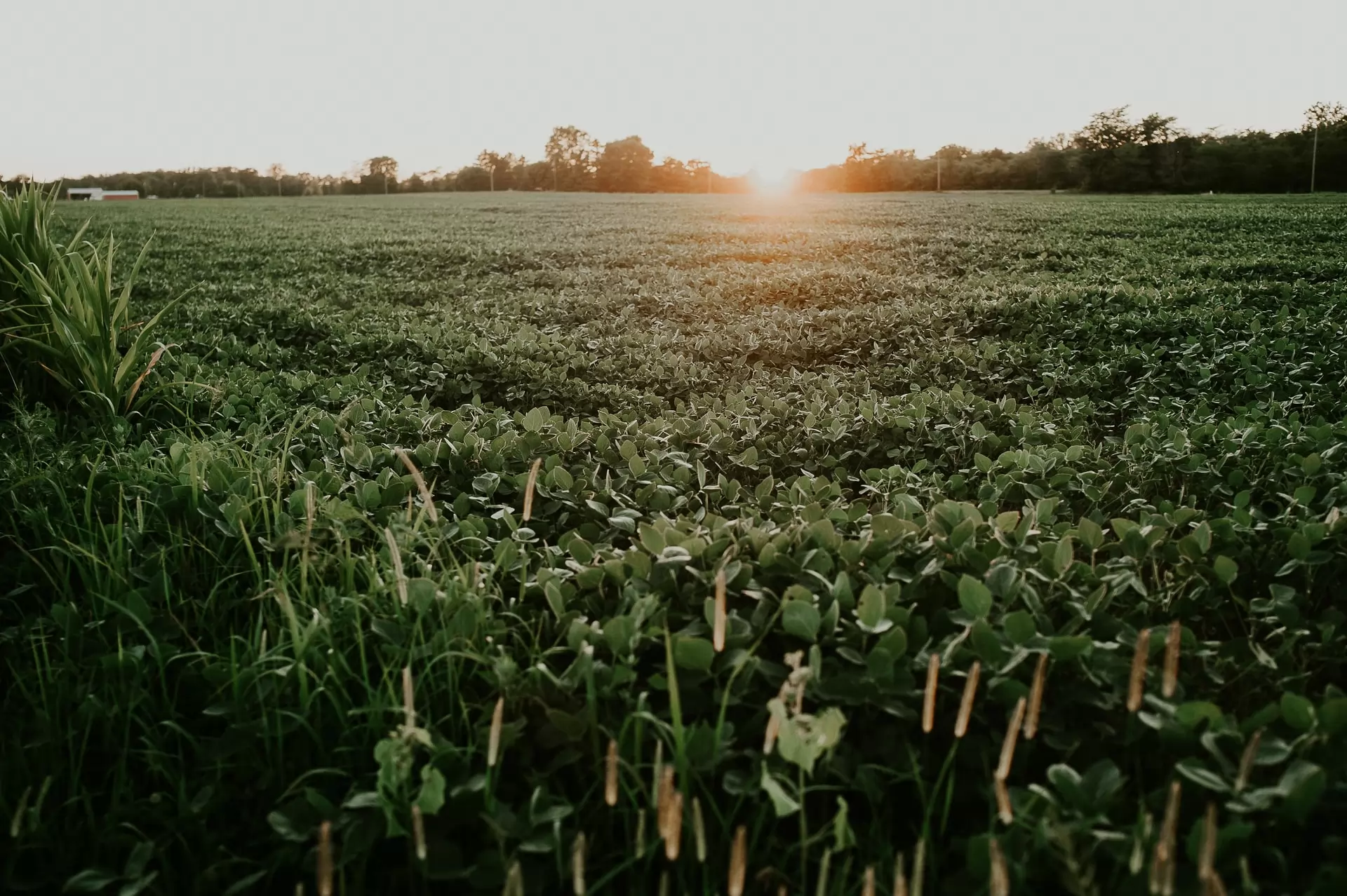 the soybean market