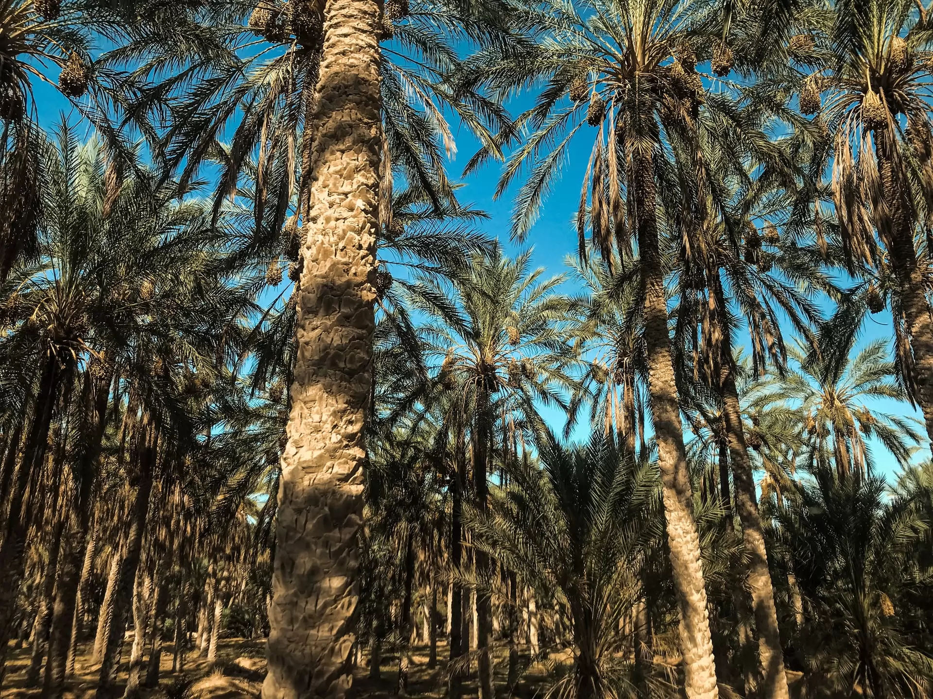 le marché de l'huile de palme
