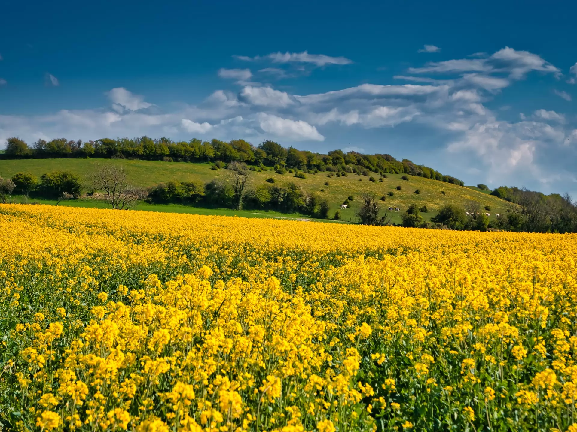 the oilseed market