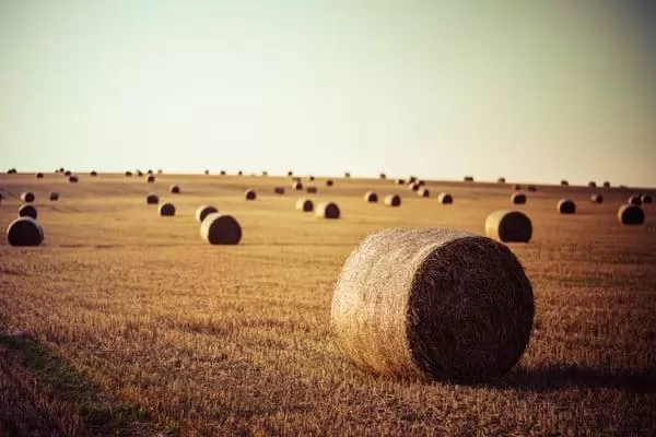 The Hay Market