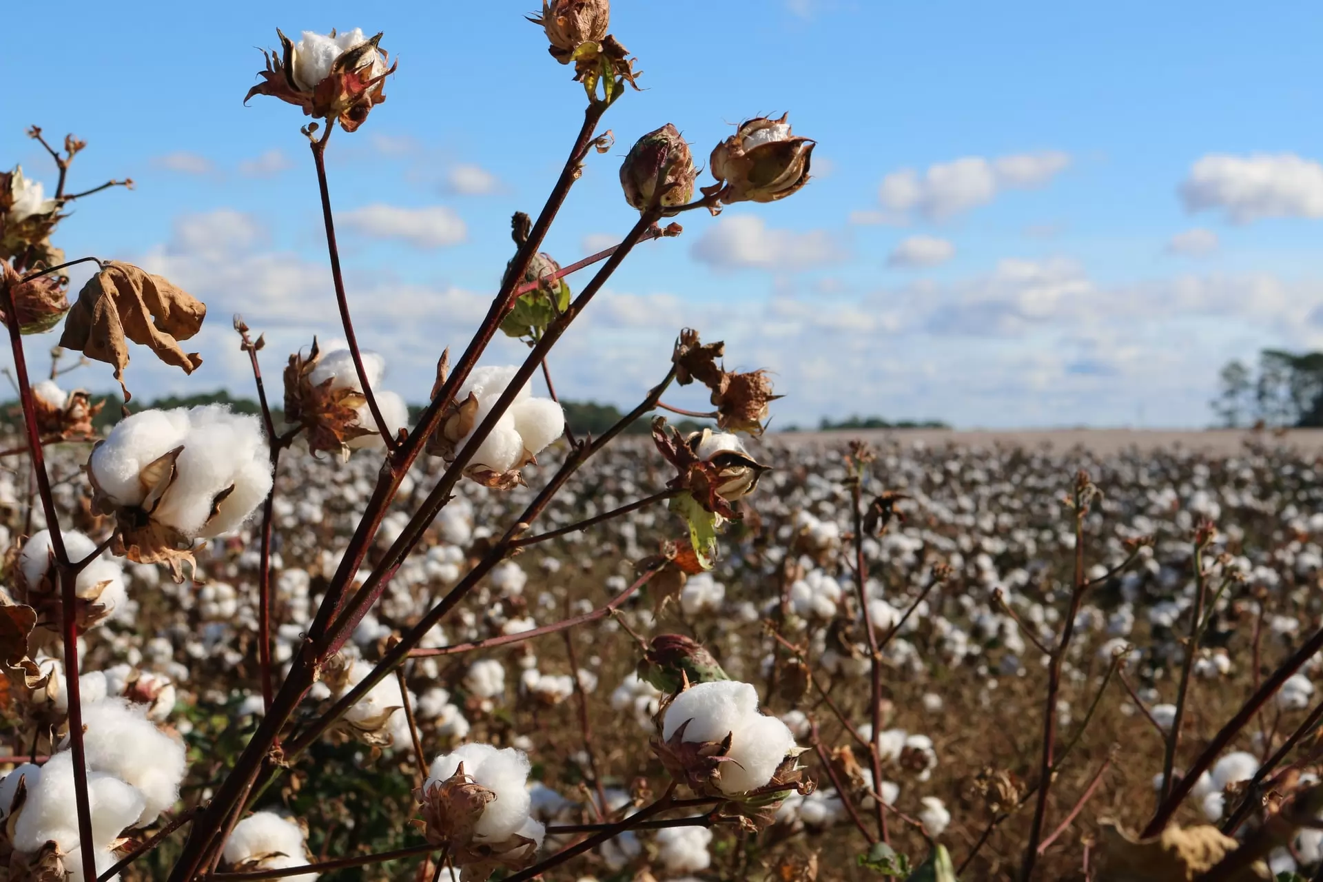 le marché du textile bio