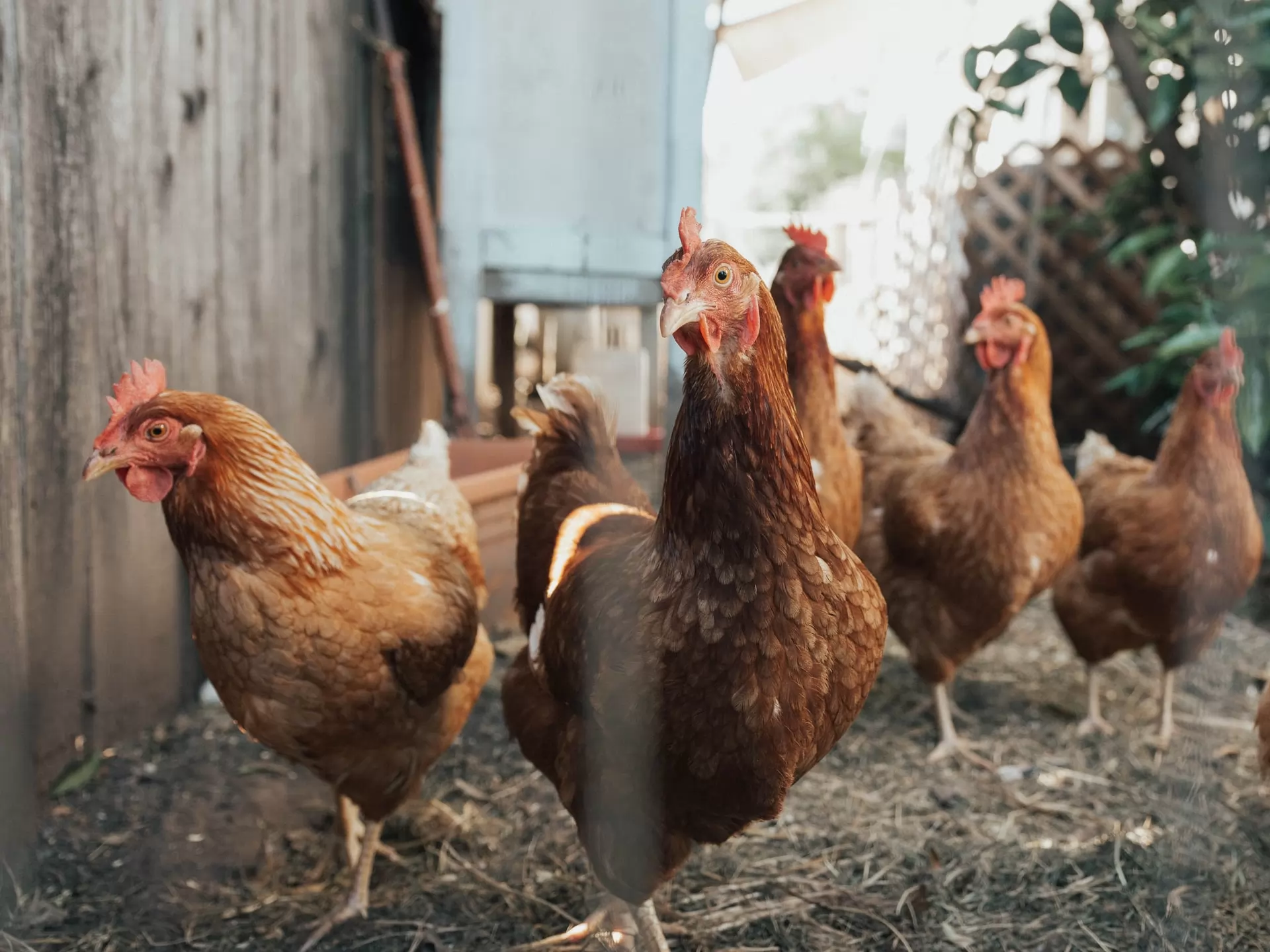 el mercado de las aves de corral