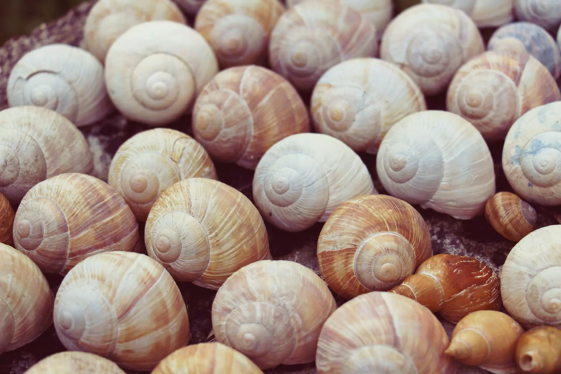 Le marché des escargots et de l'héliciculture