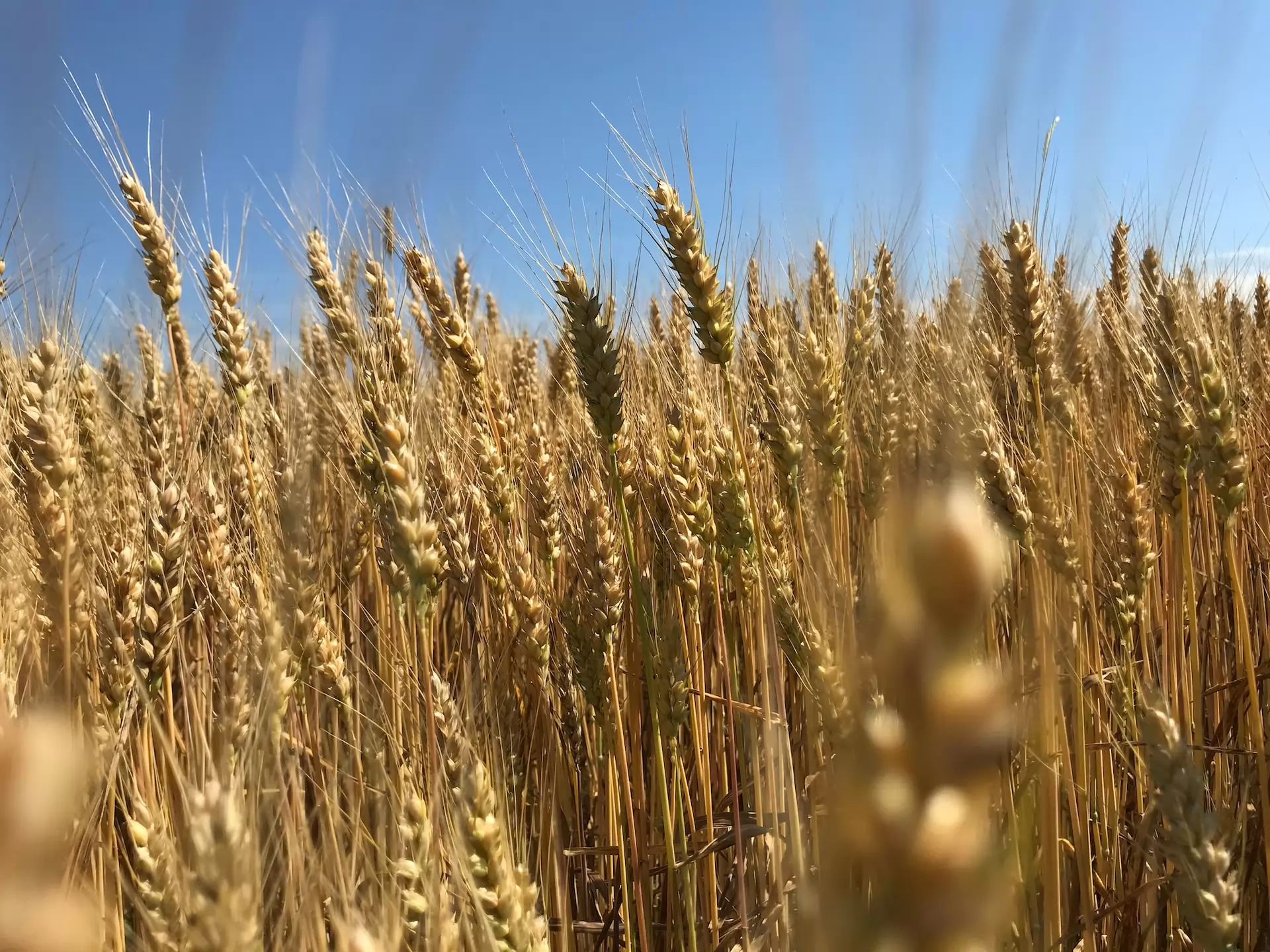 Pois potager porte-graine : nouvelle offre pour 2023