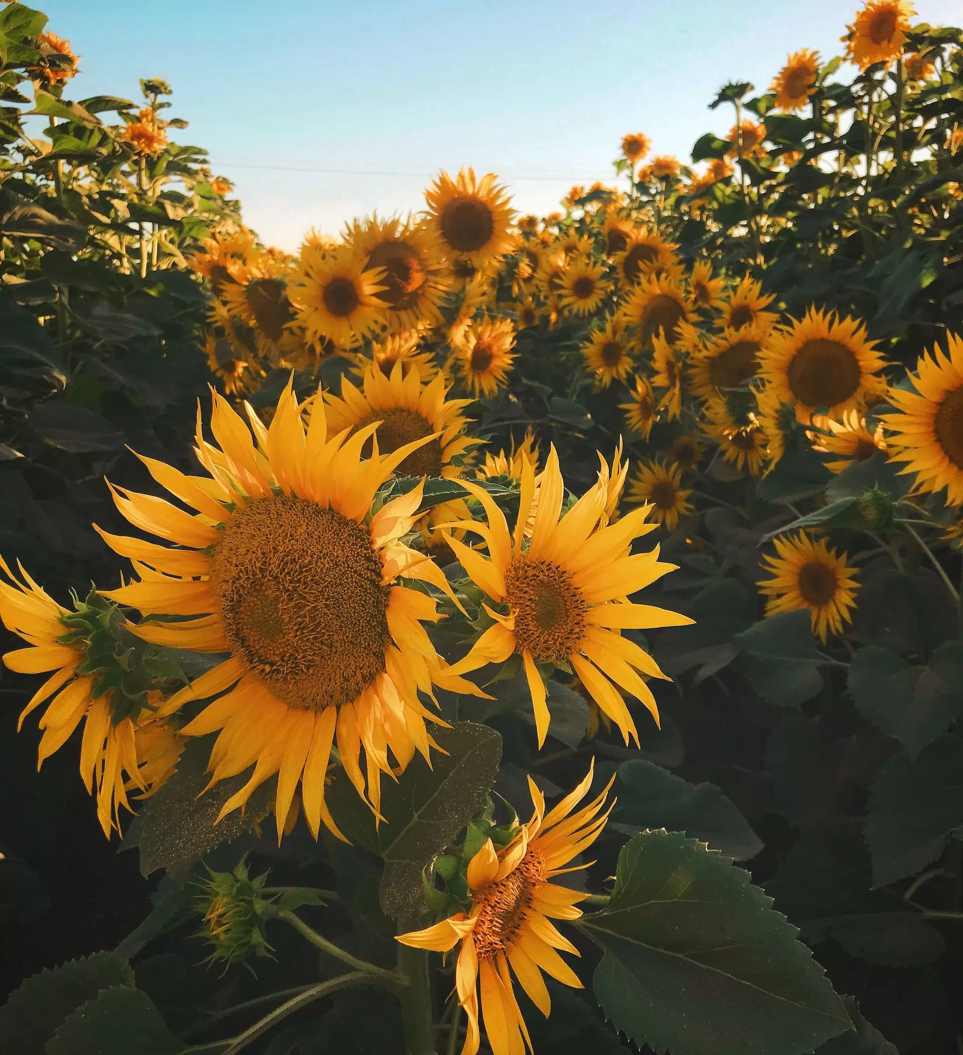 The sunflower oil market