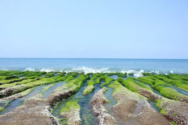 Le marché des algues