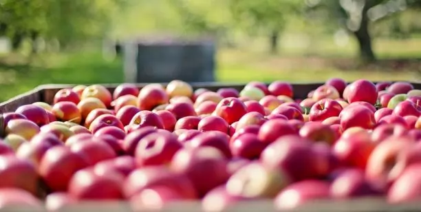 Le marché des pommes