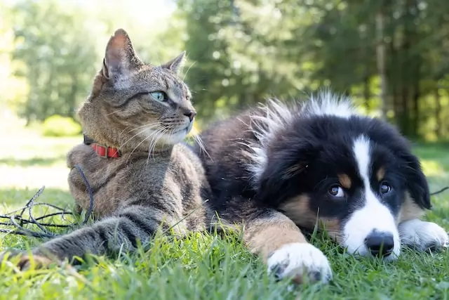 Le marché des animaux de compagnie en pleine évolution selon une