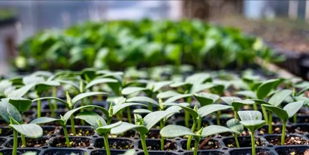 The medicinal plant market