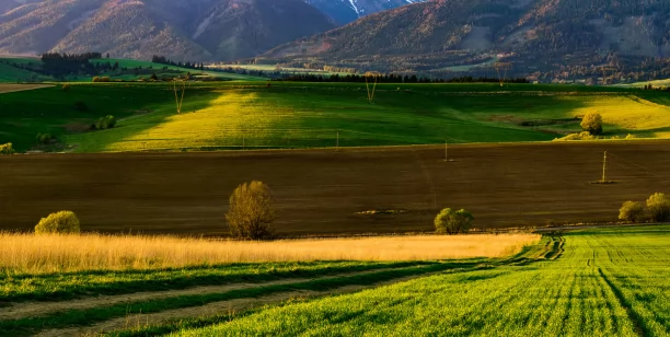 The biofuel market