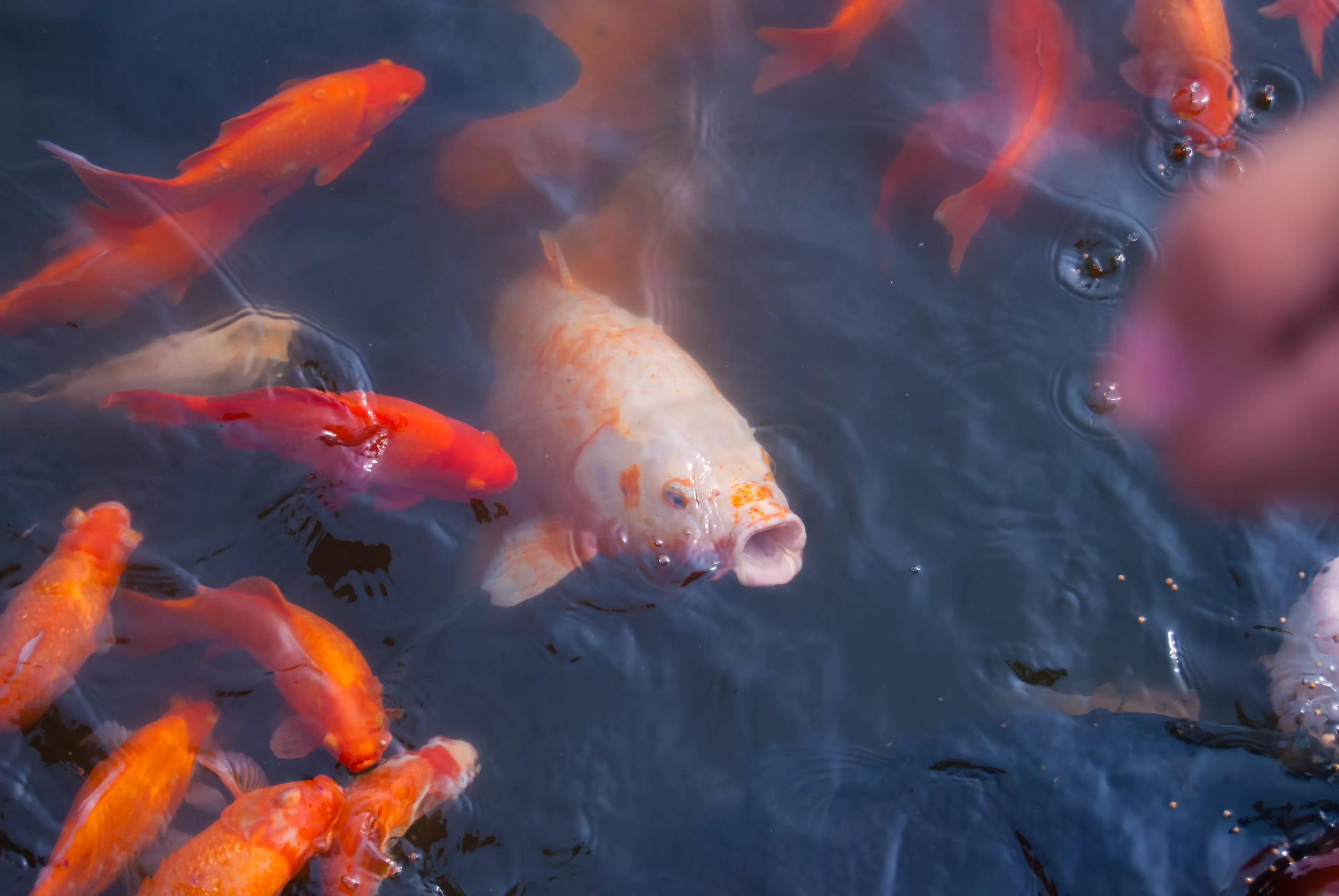 Der Markt für Fisch und Meeresfrüchte
