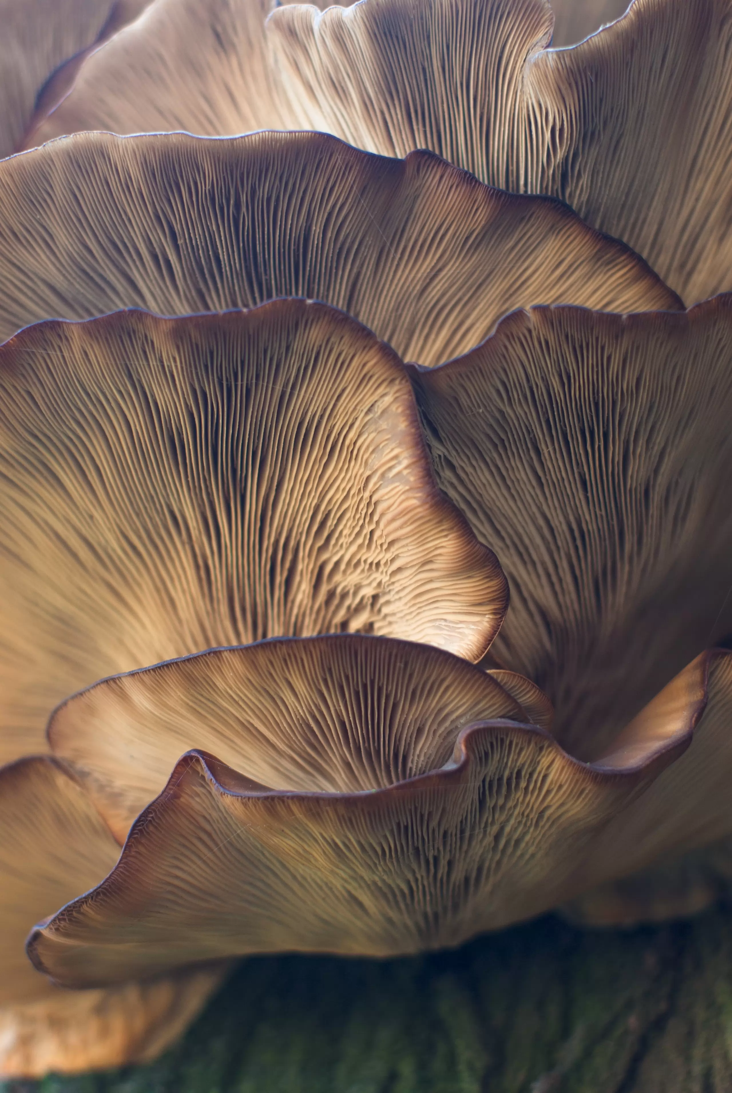 Le marché du champignon