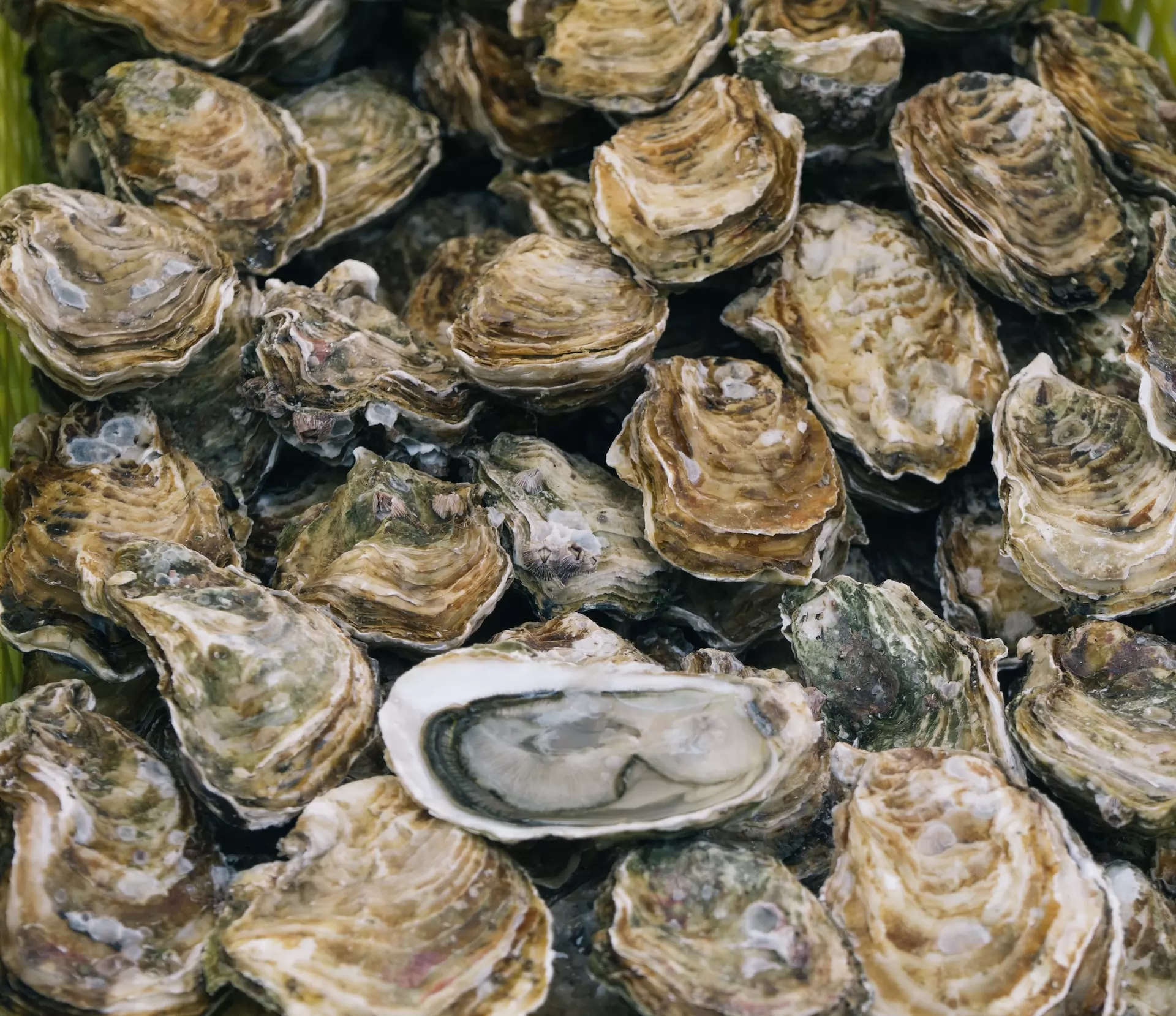 The market of oysters