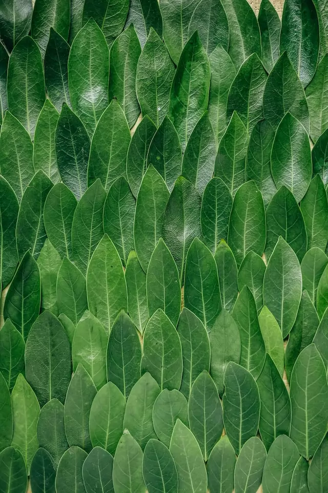 le marché des extraits naturels