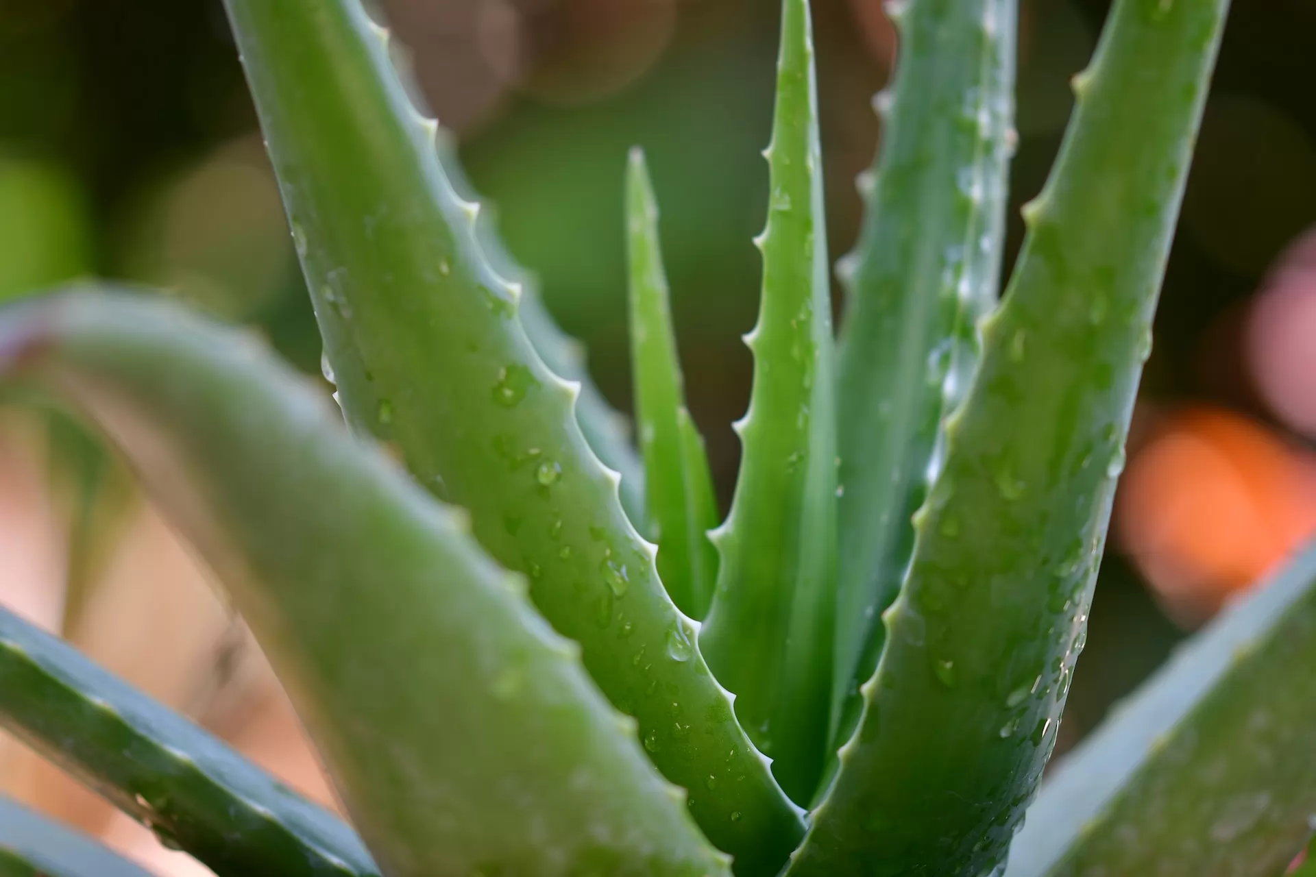 Aloe vera market