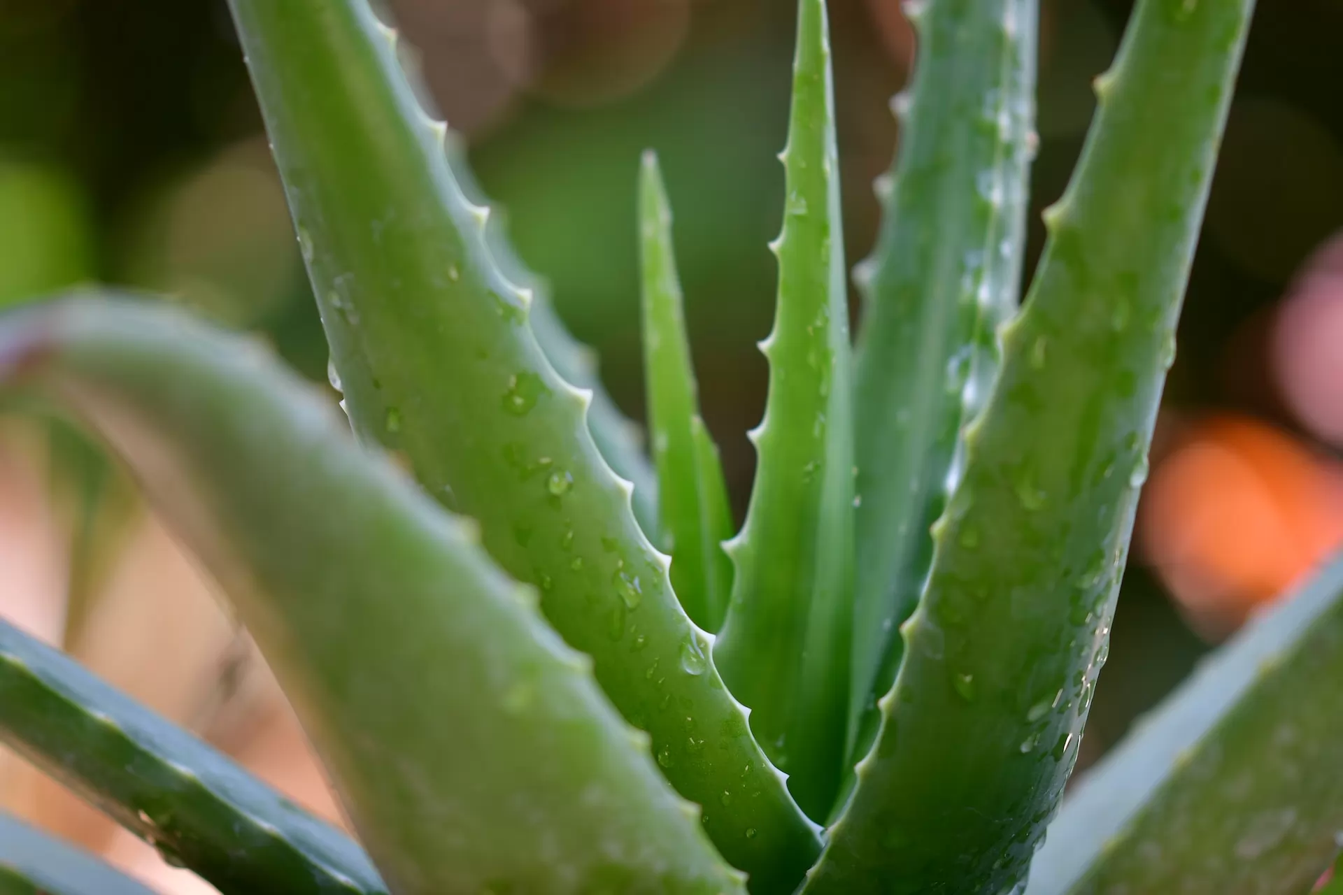 Marché de l'aloe vera