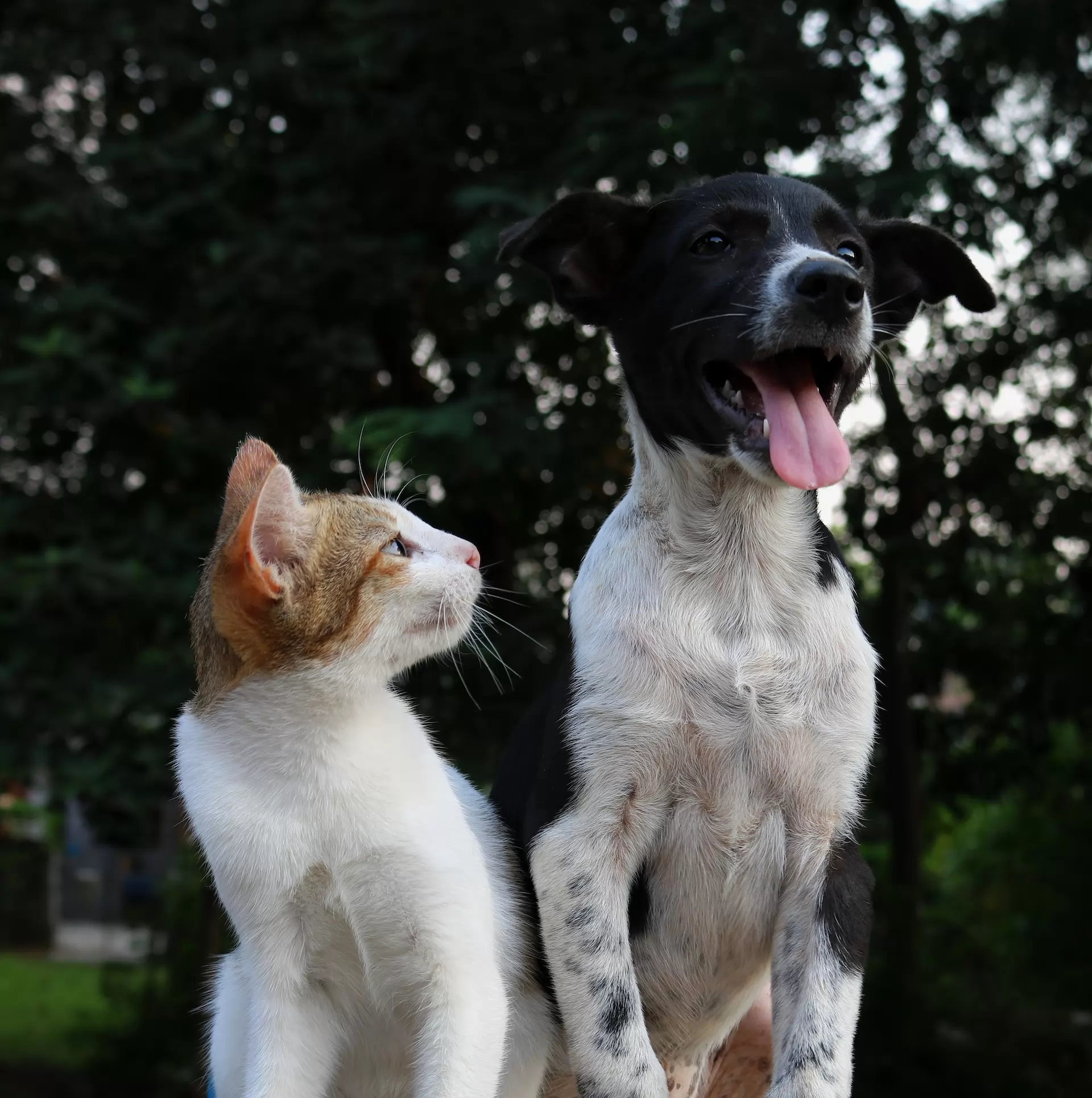 Le marché de l'assurance pour les animaux domestiques