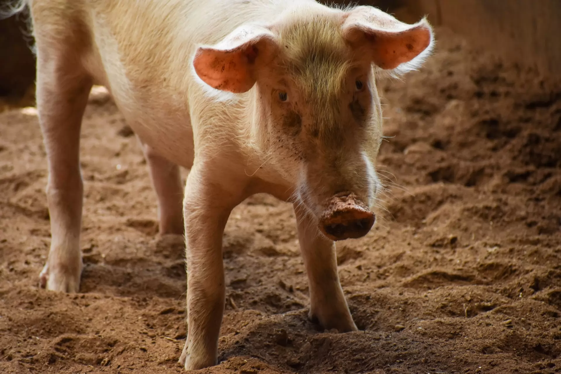 The pig farming market