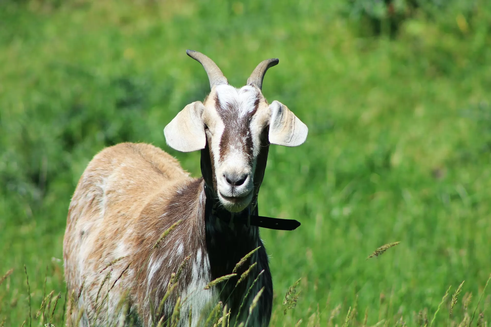 The Sheep and Goat Farming market