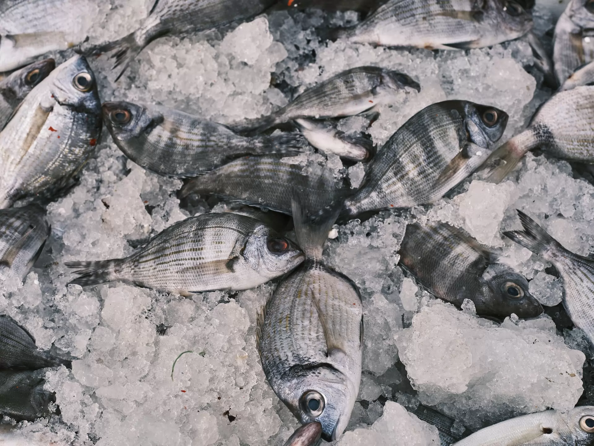 Il mercato della lavorazione e conservazione di pesce e crostacei